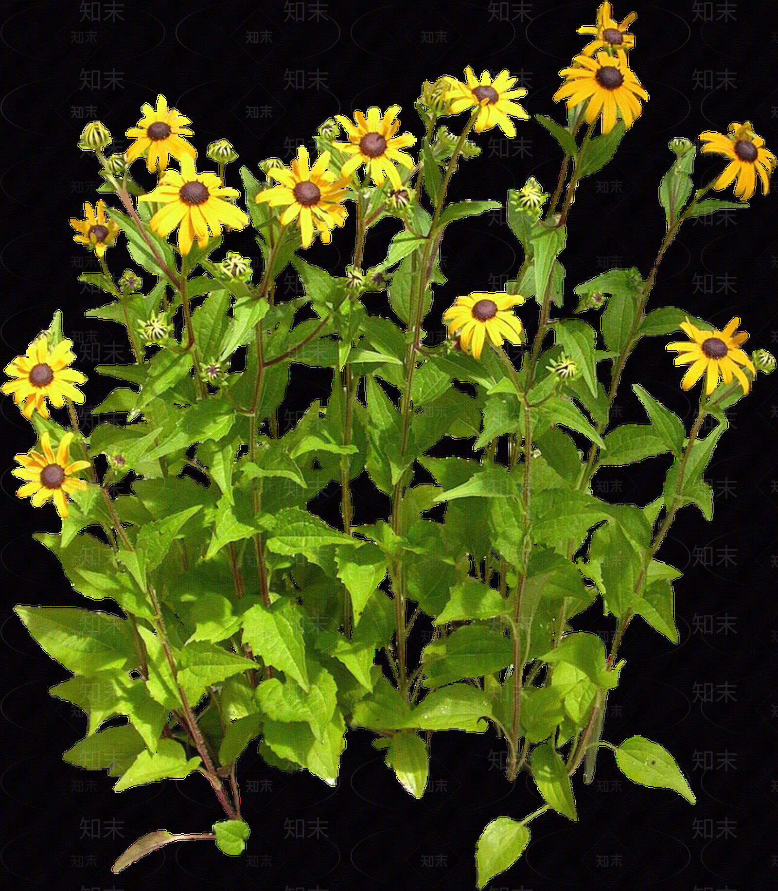 png免抠黑心菊贴图下载【ID:1157970026】