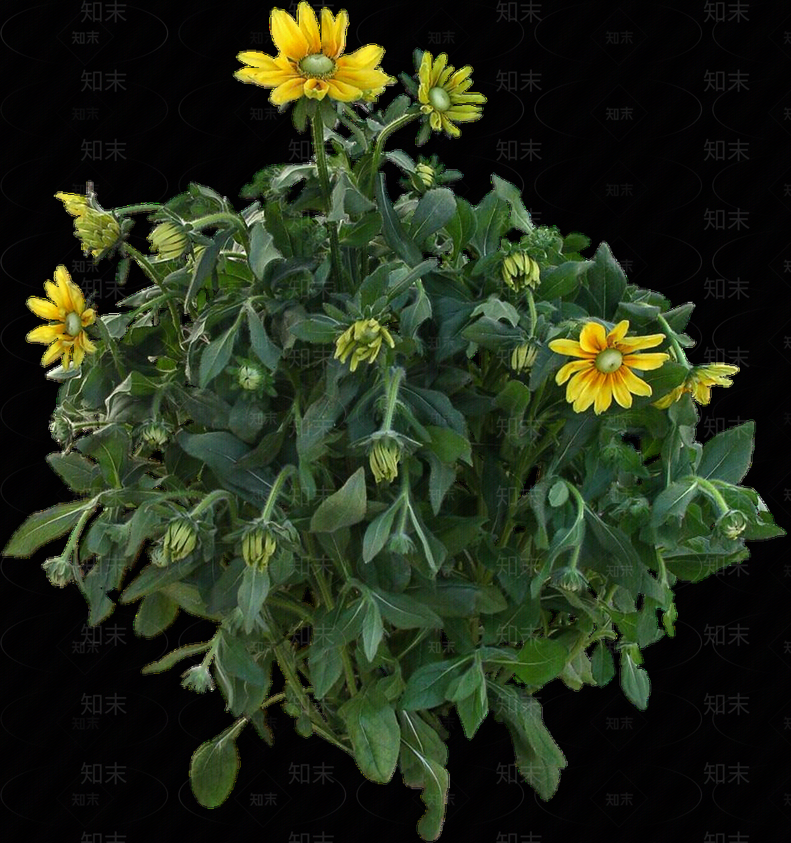 png免抠黑心菊贴图下载【ID:1157970039】