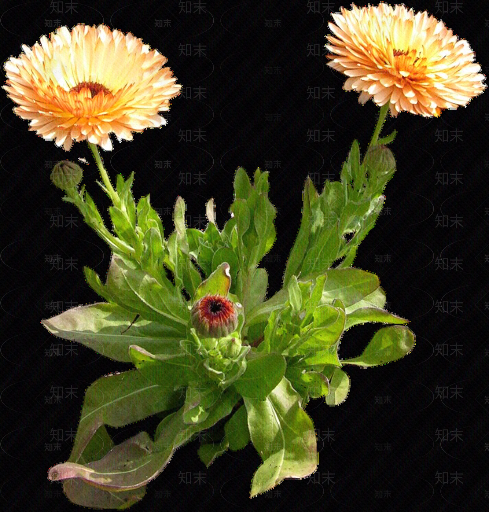 png免抠金盏菊贴图下载【ID:1157970655】