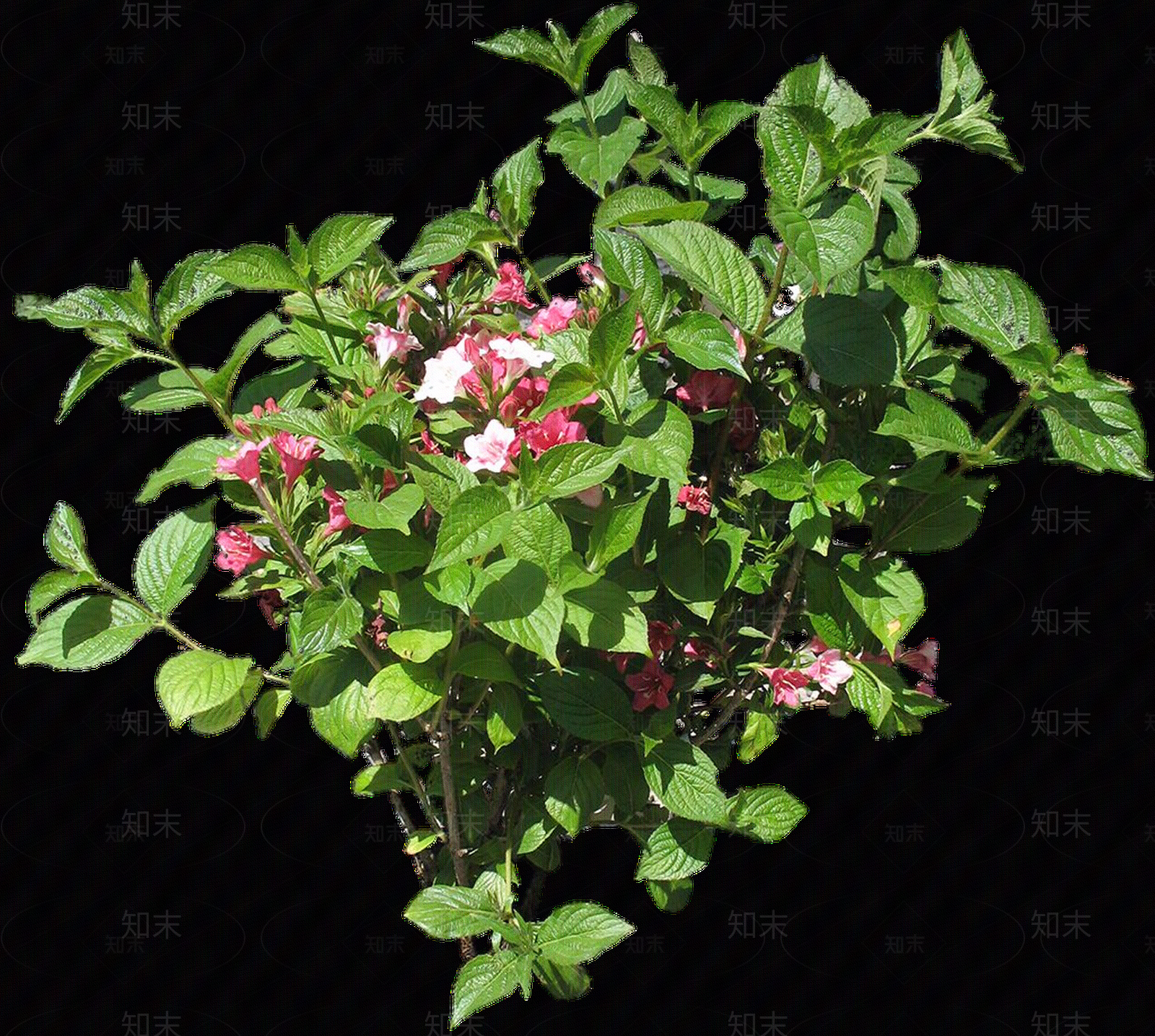 png免抠锦带花贴图下载【ID:1157970627】