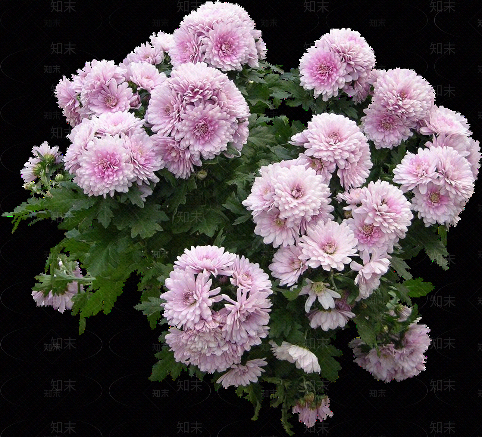 png免抠菊花贴图下载【ID:1157970882】