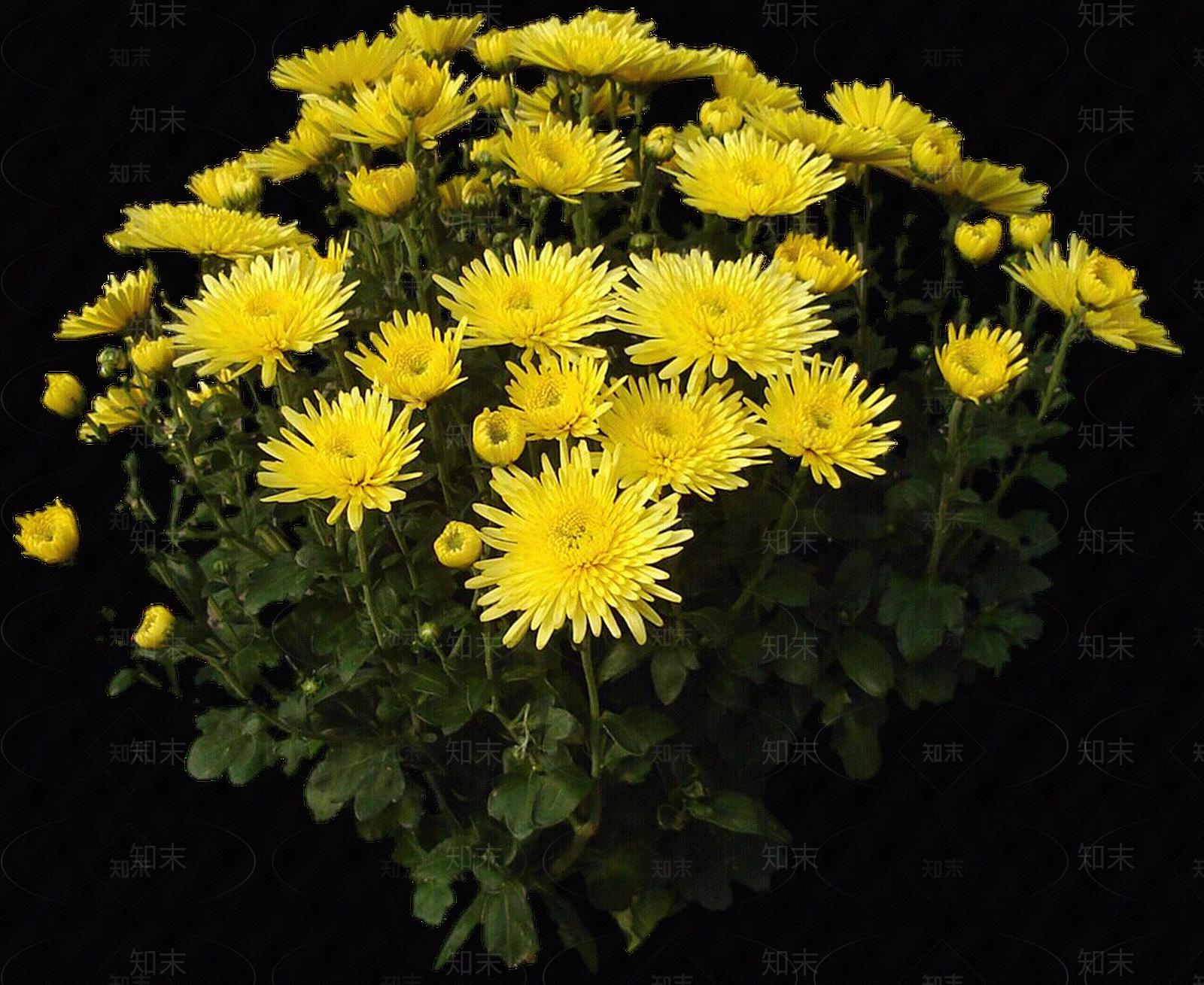 png免抠菊花贴图下载【ID:1157970868】