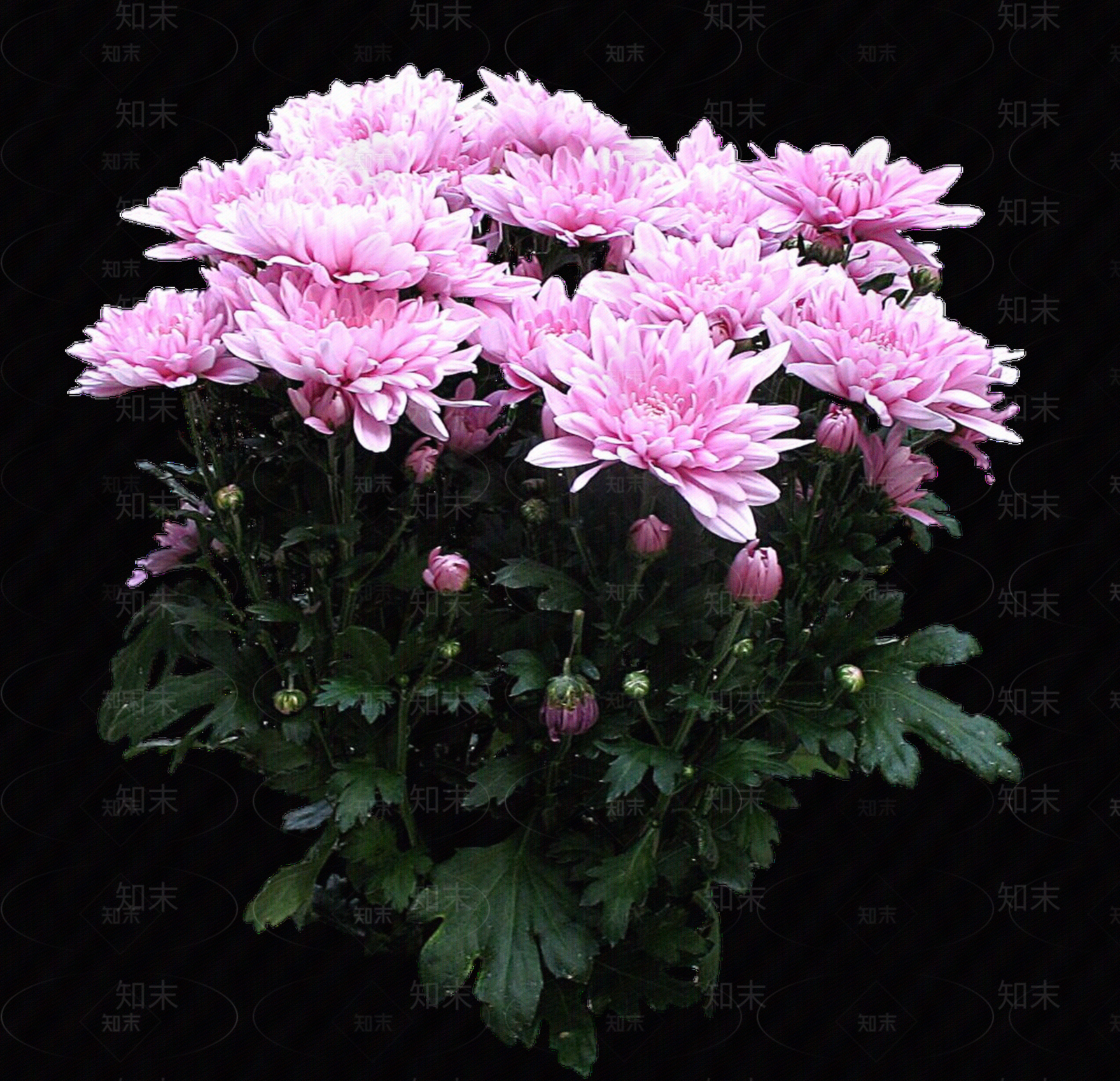 png免抠菊花贴图下载【ID:1157970903】