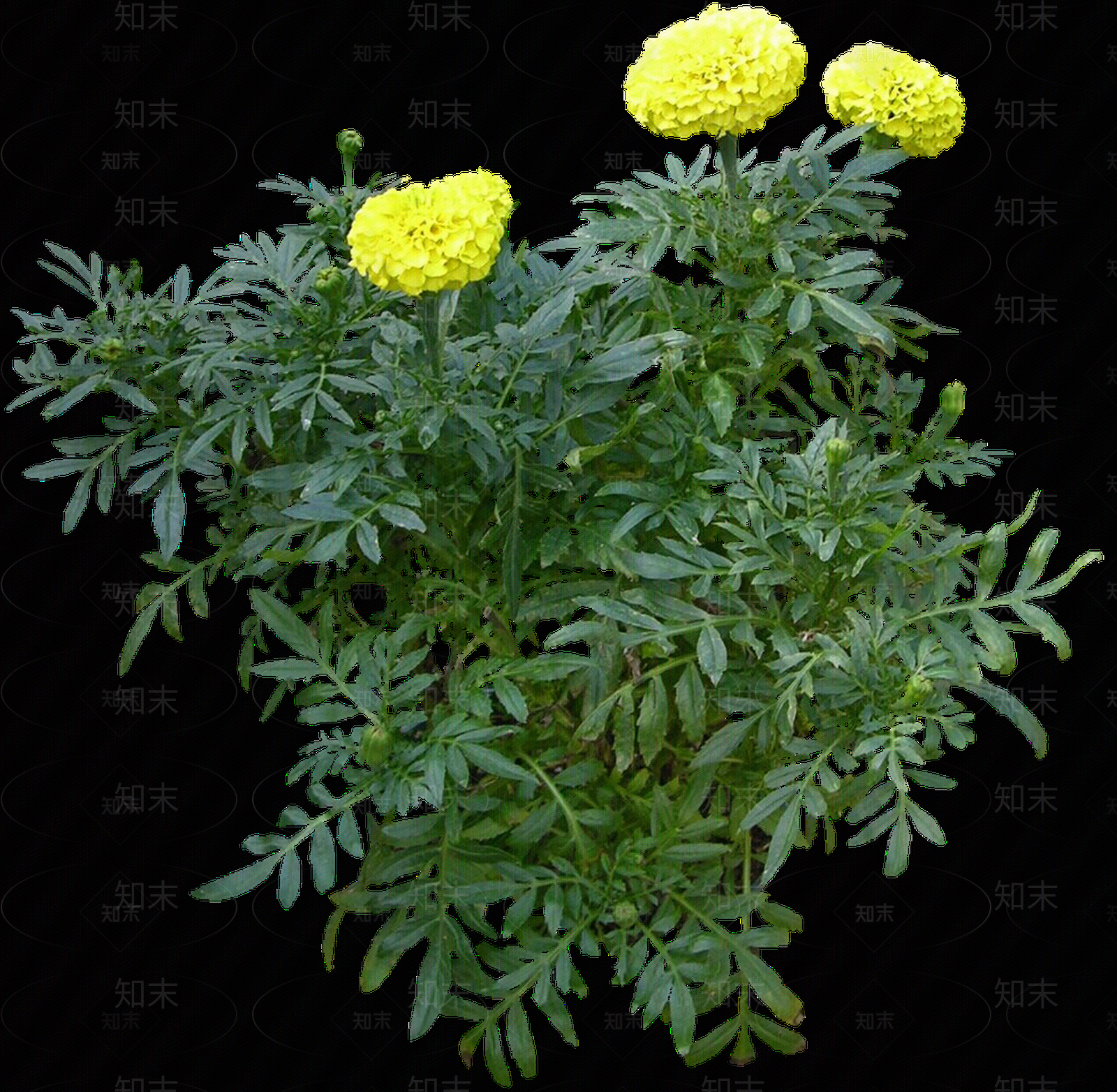 png免抠孔雀草贴图下载【ID:1157971501】