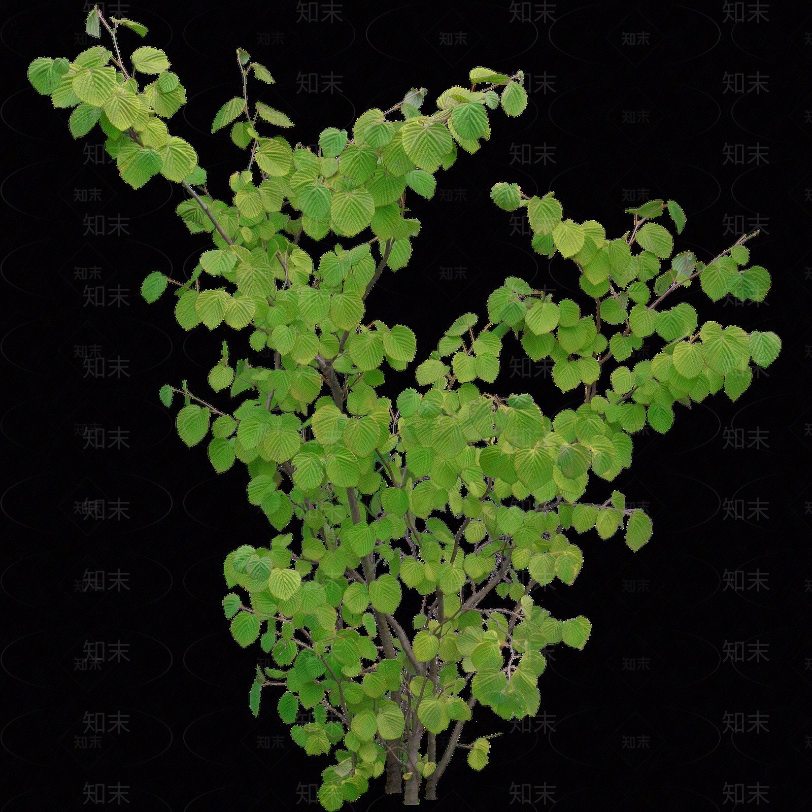 png免抠蜡瓣花贴图下载【ID:1157971667】