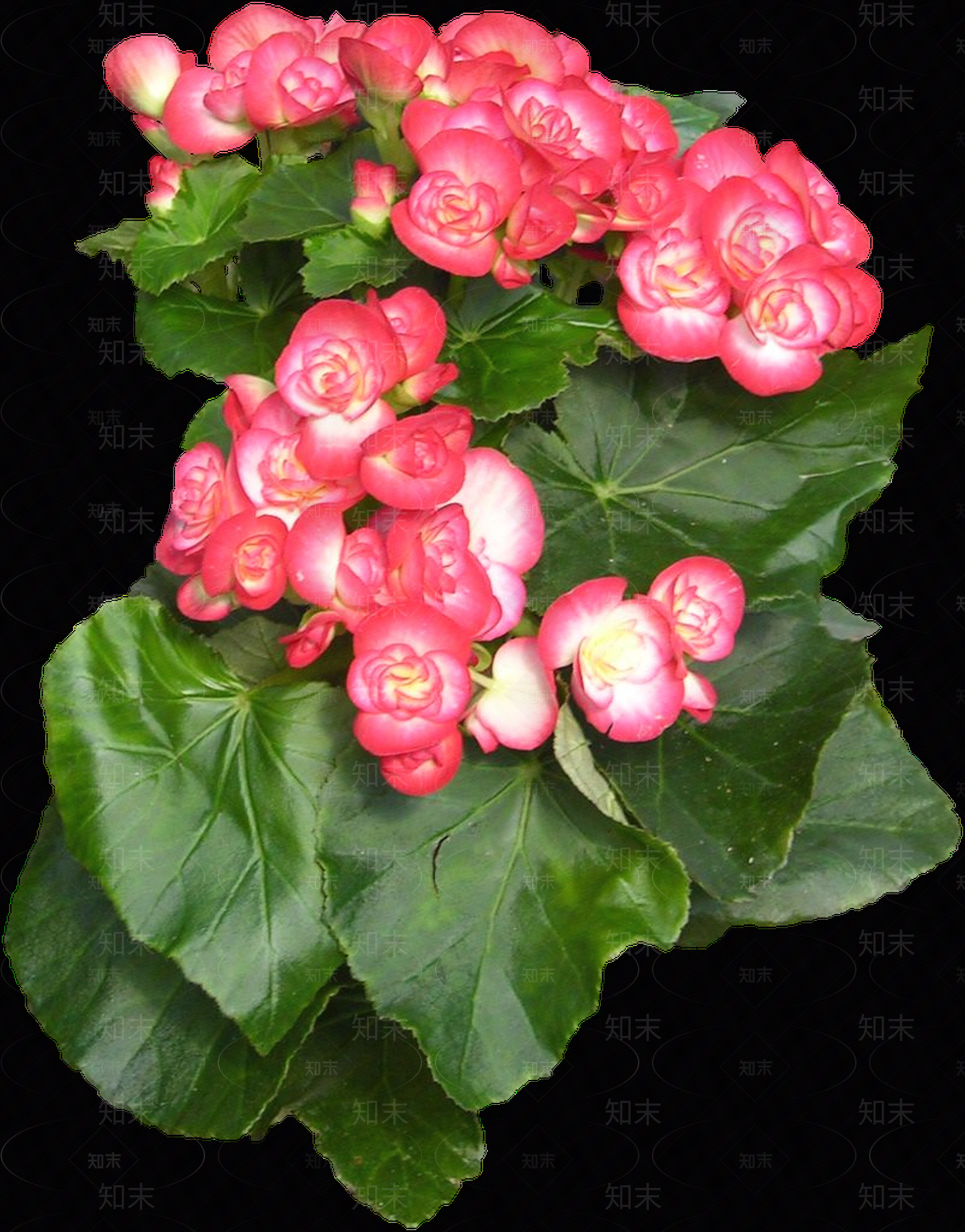 png免抠丽格秋海棠贴图下载【ID:1157971976】
