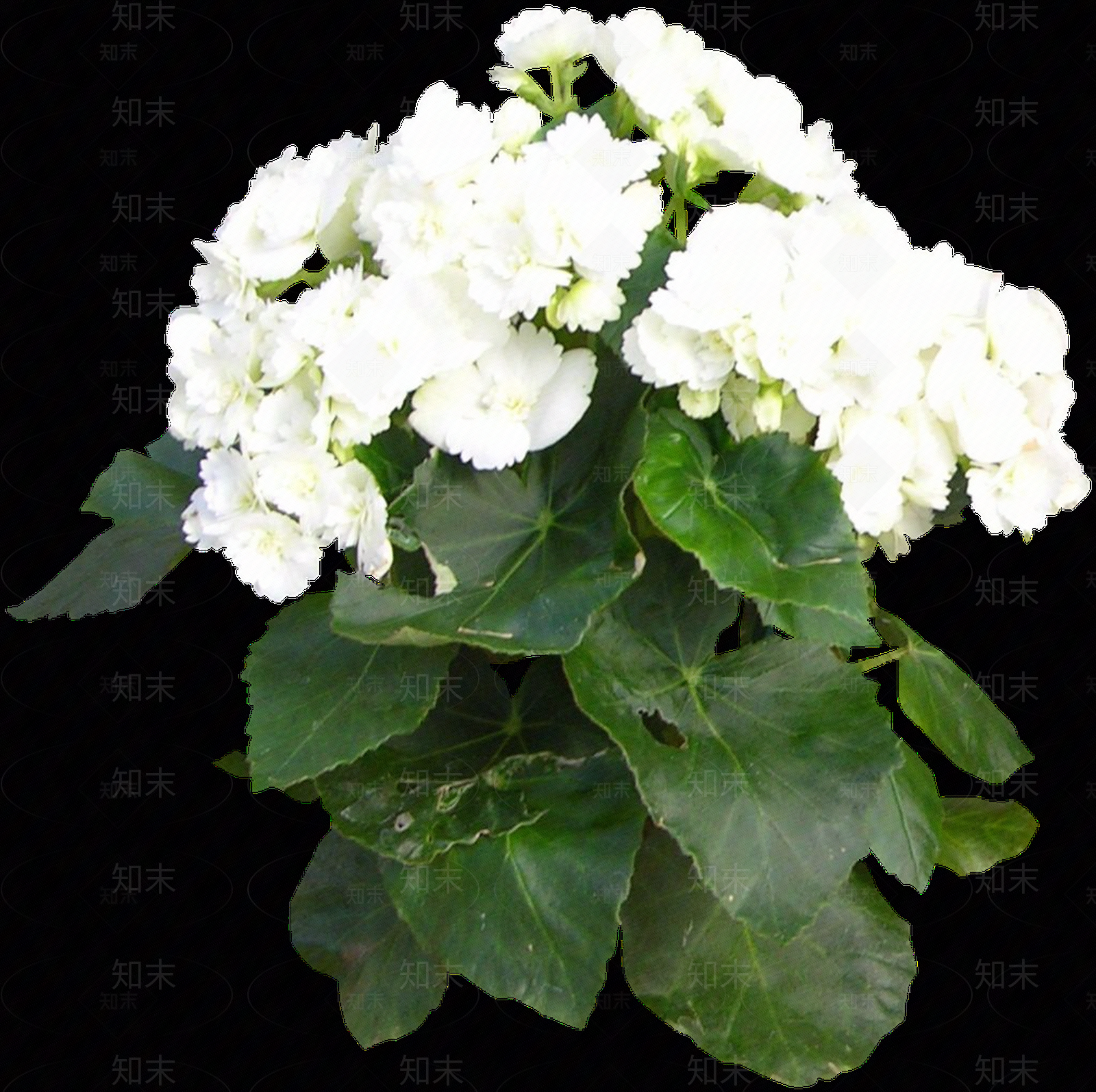png免抠丽格秋海棠贴图下载【ID:1157972523】