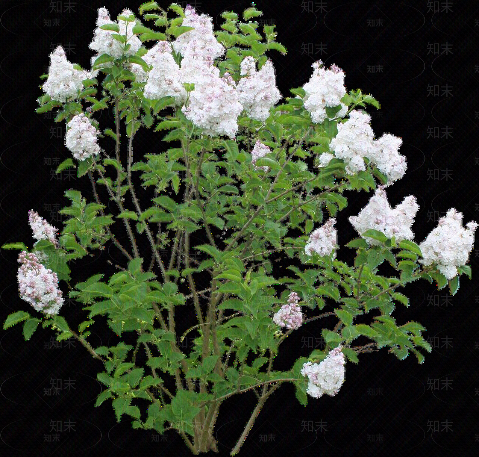 png免抠欧洲丁香贴图下载【ID:1157973698】