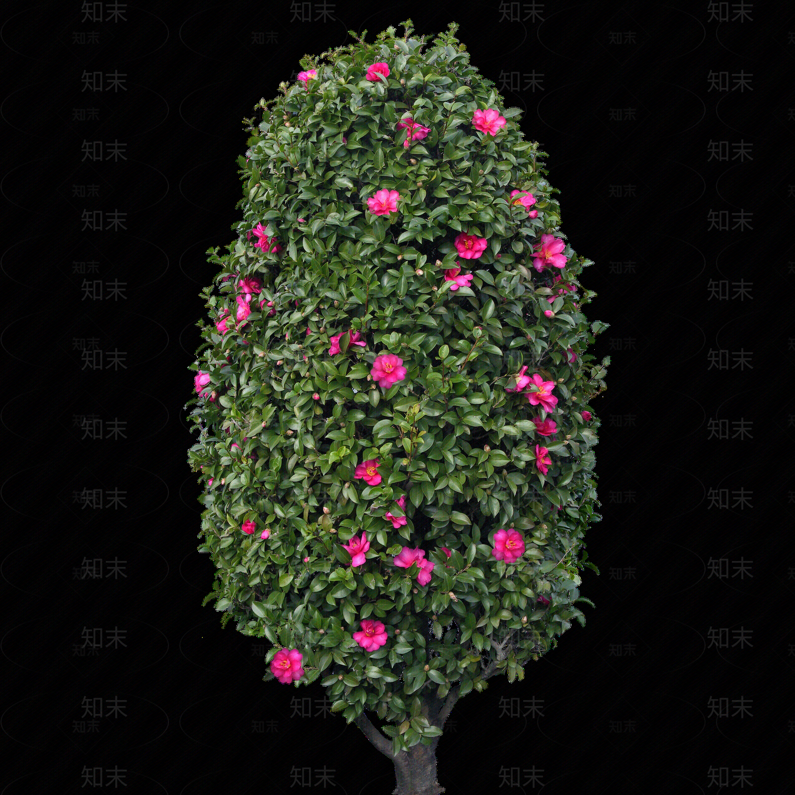 png免抠山茶花贴图下载【ID:1157973721】