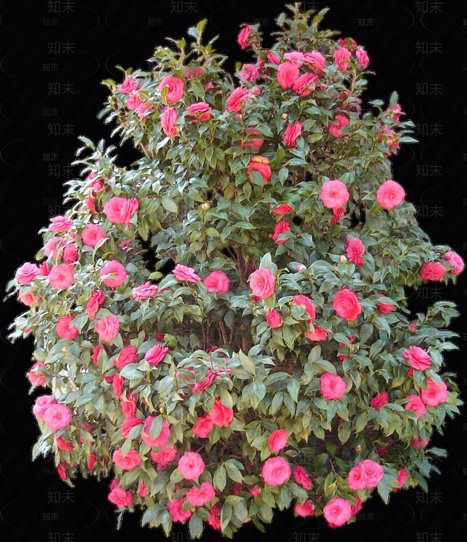 png免抠山茶花贴图下载【ID:1157973787】