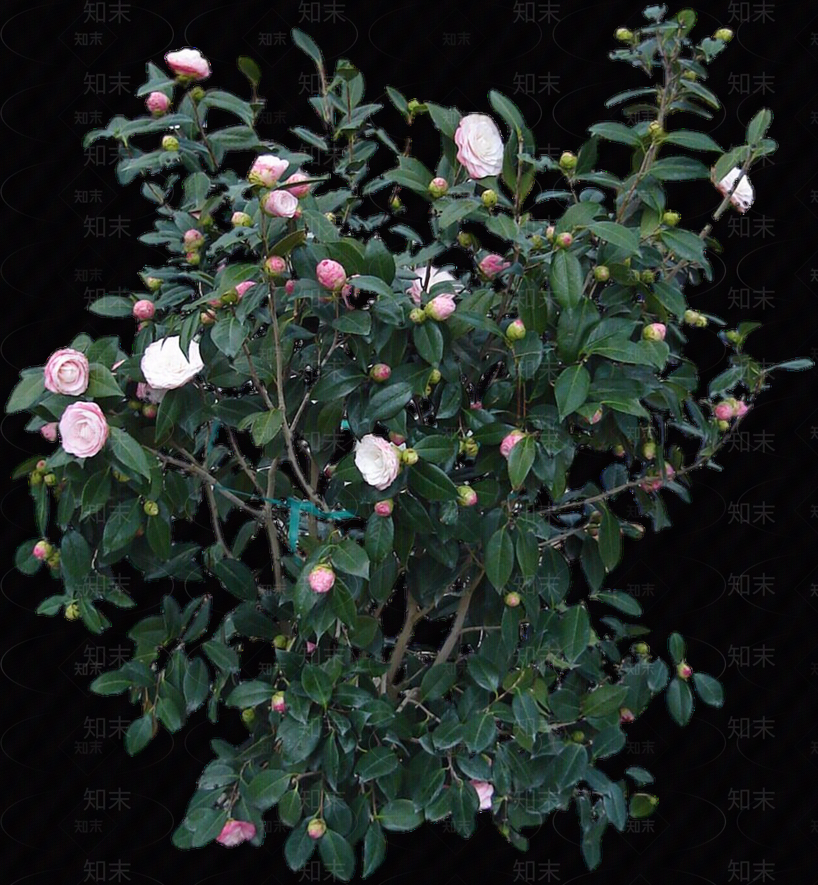 png免抠山茶花贴图下载【ID:1157973848】