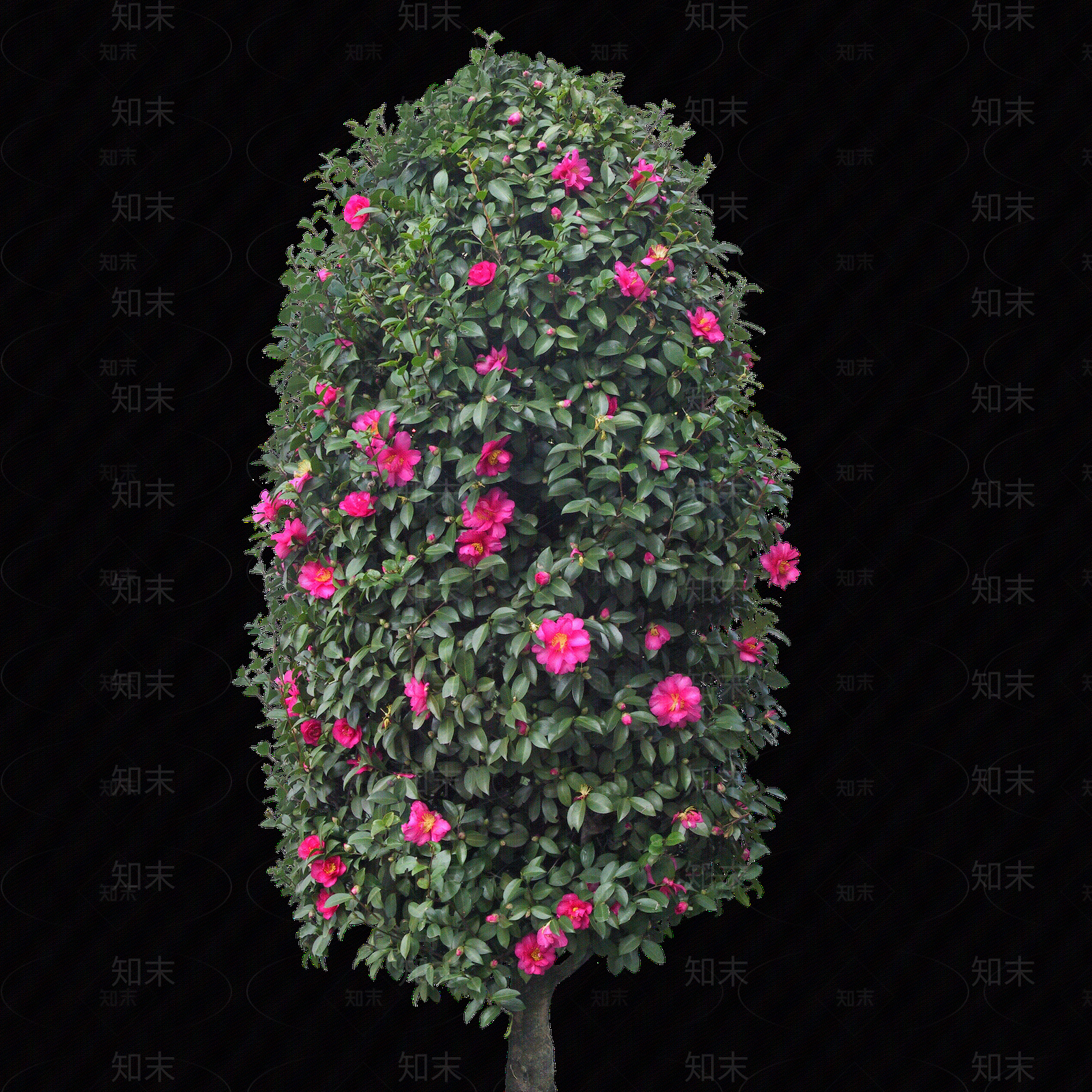png免抠山茶花贴图下载【ID:1157973981】