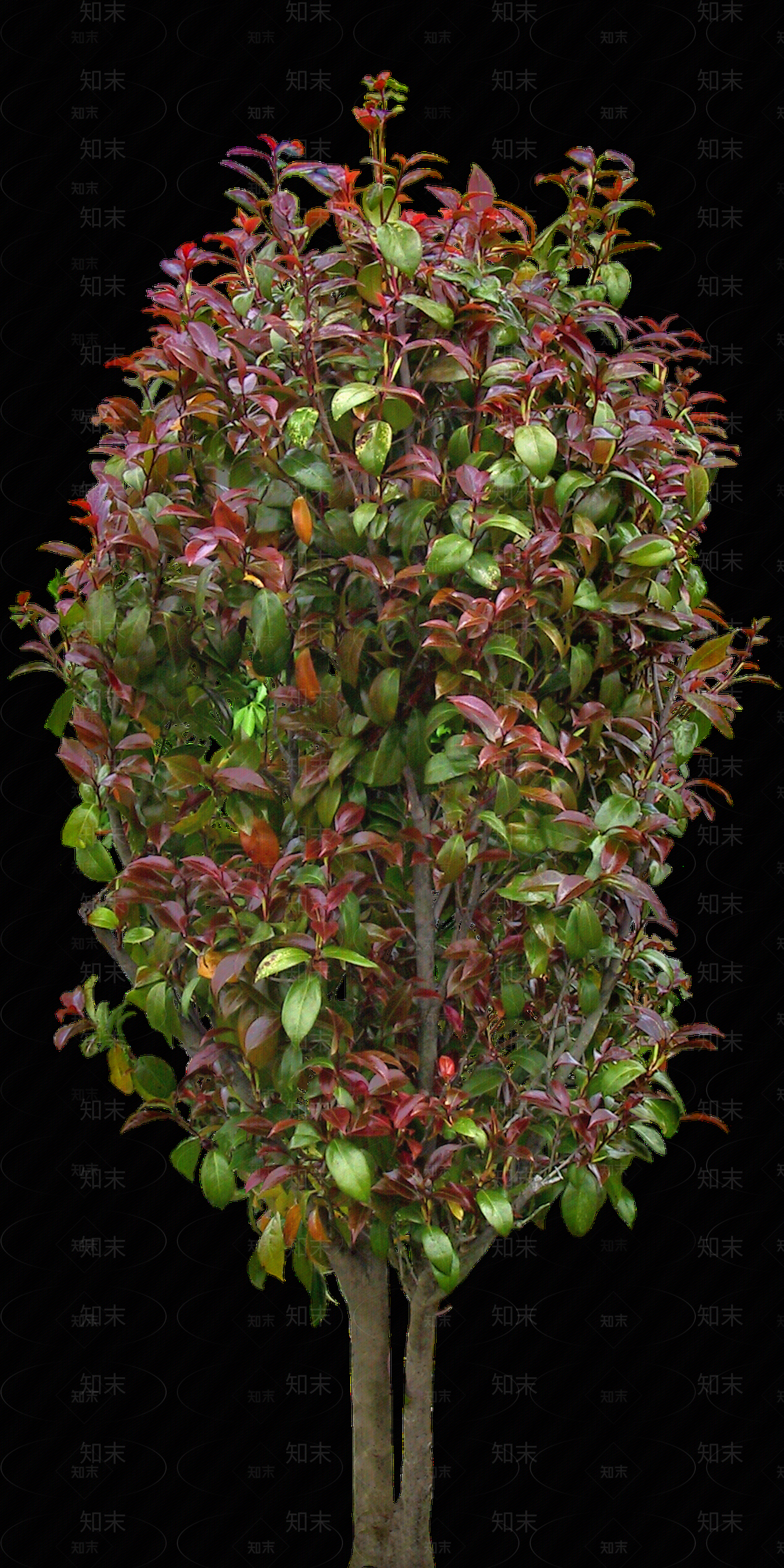 png免抠山茶花贴图下载【ID:1157973928】