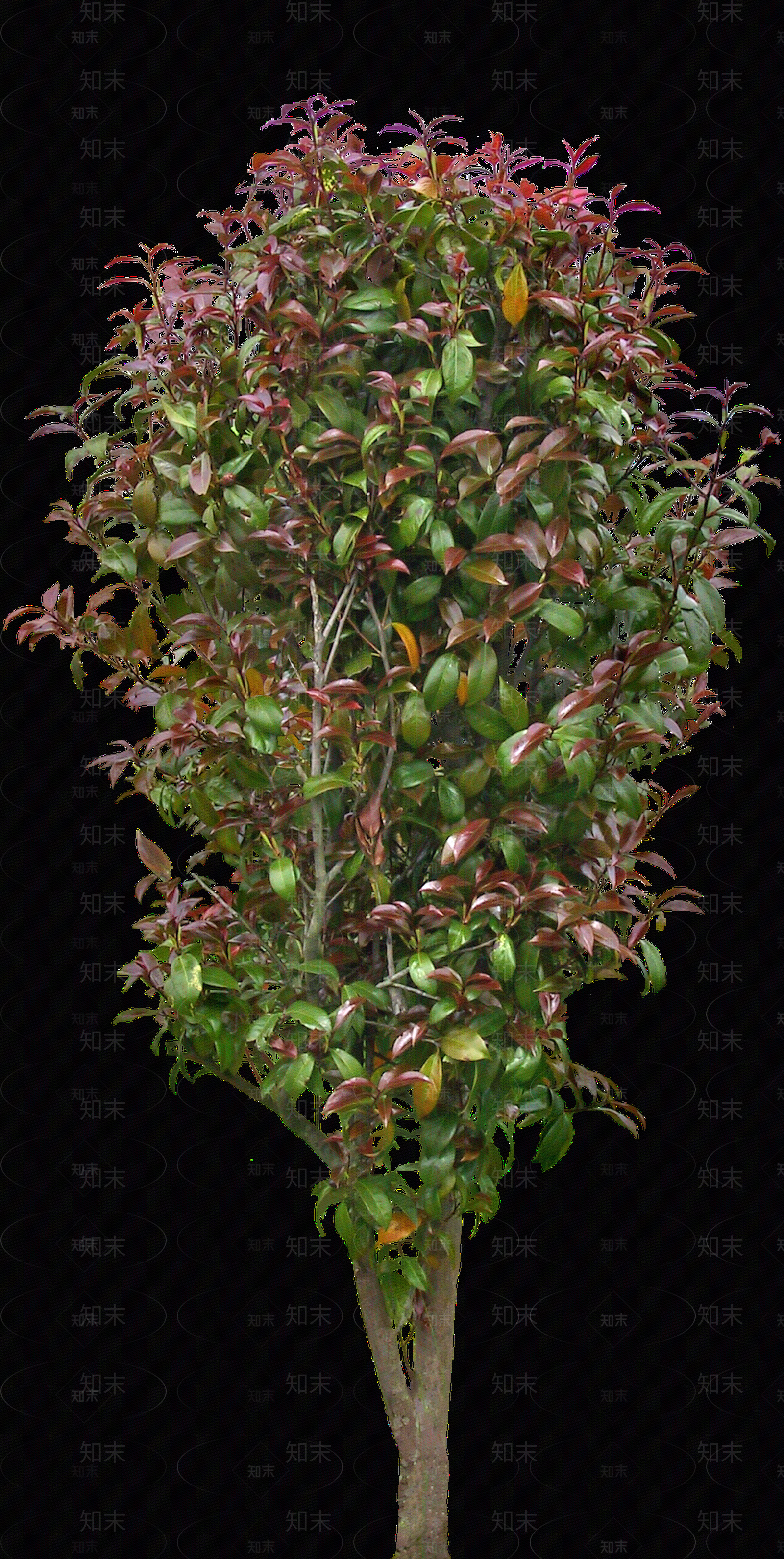 png免抠山茶花贴图下载【ID:1157974090】