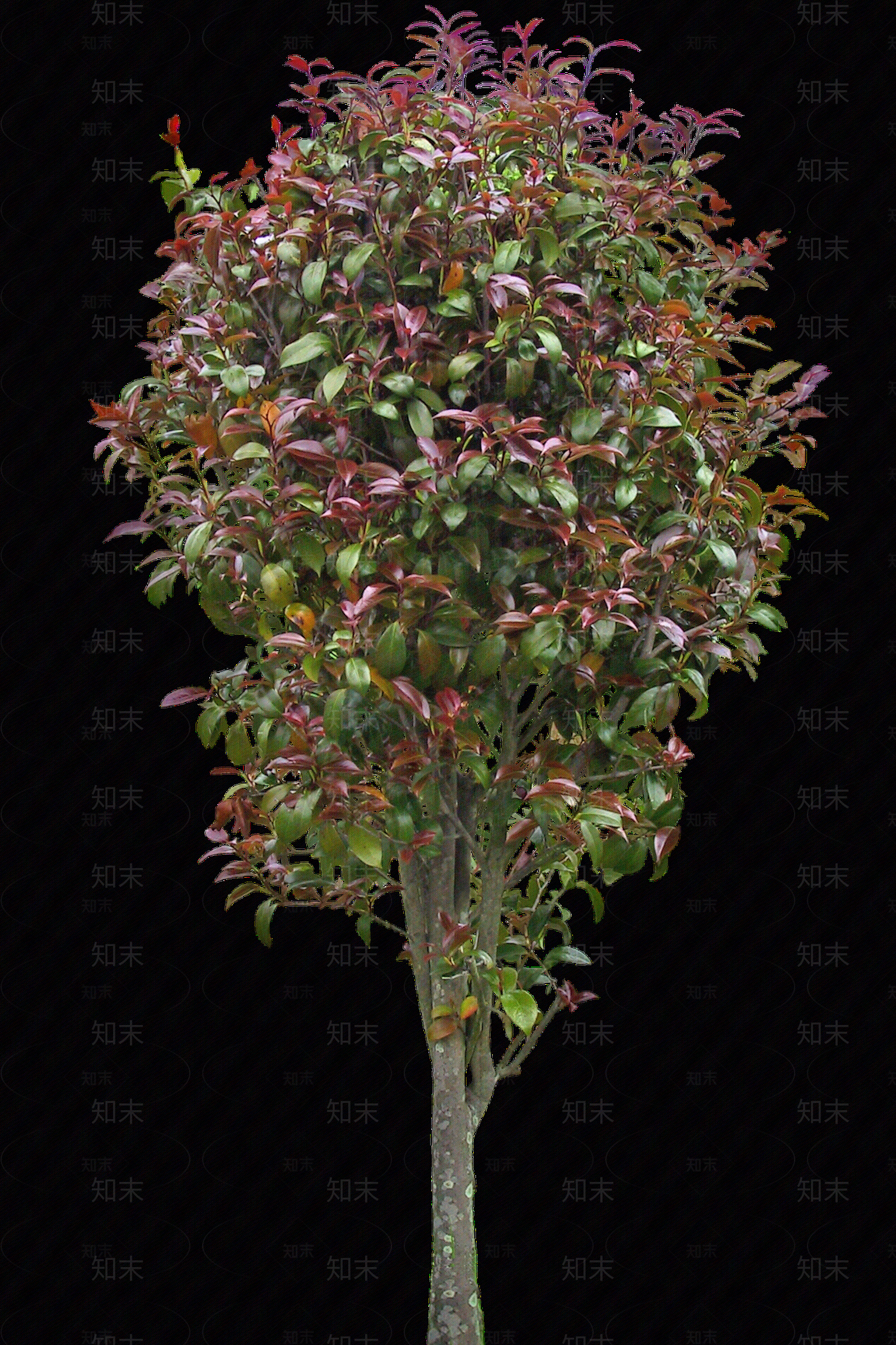 png免抠山茶花贴图下载【ID:1157974006】