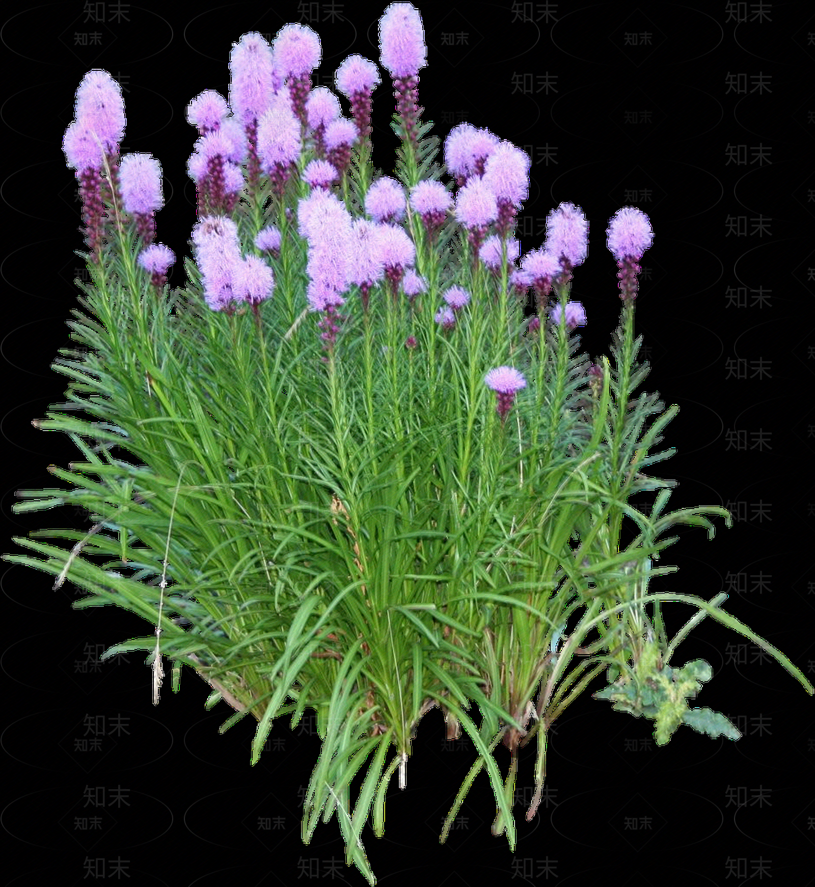 png免抠蛇鞭菊贴图下载【ID:1157974126】