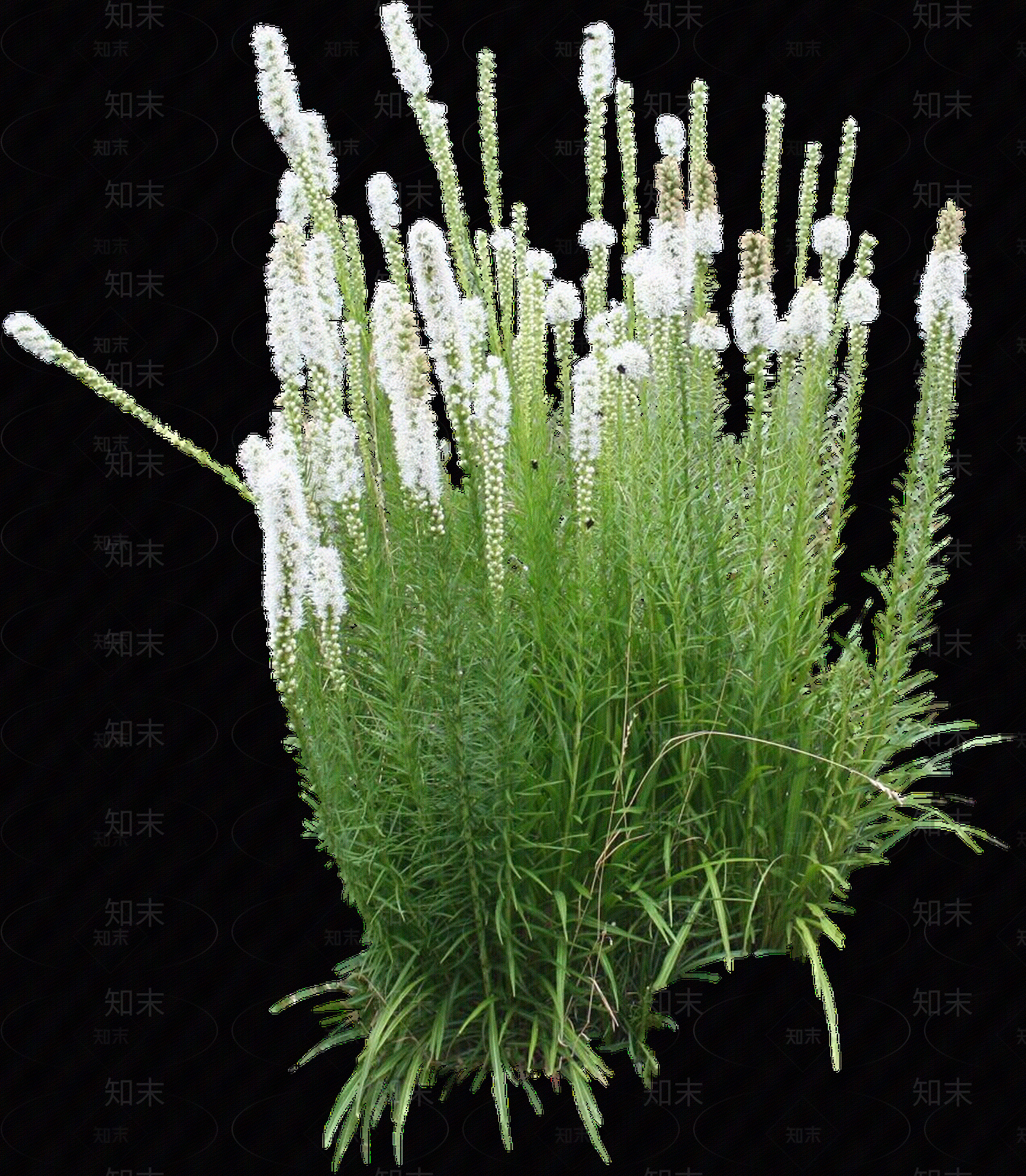 png免抠蛇鞭菊贴图下载【ID:1157974241】