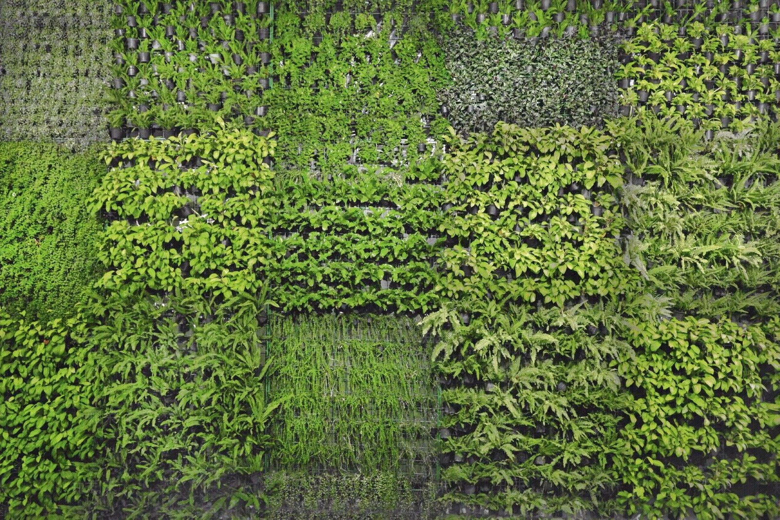 现代植物墙贴图下载【ID:1157980268】
