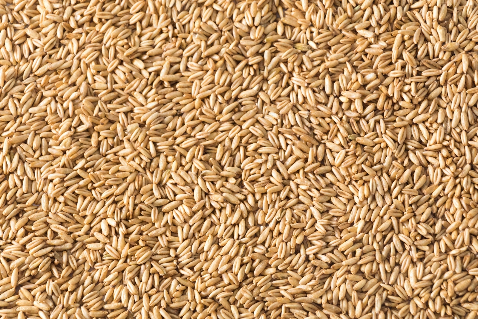 无缝黄色麦仁平铺特写贴图下载【ID:1158046177】