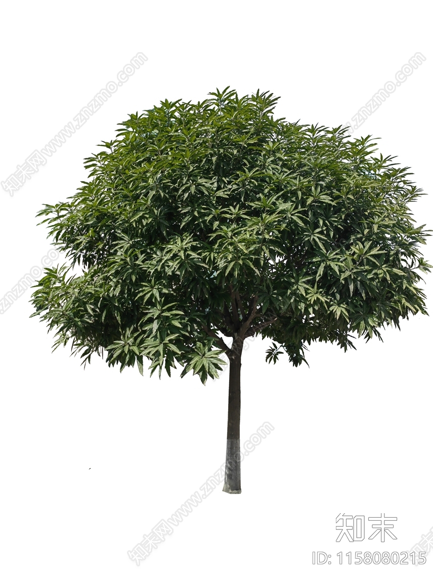 芒果树图片免抠下载【ID:1158080215】