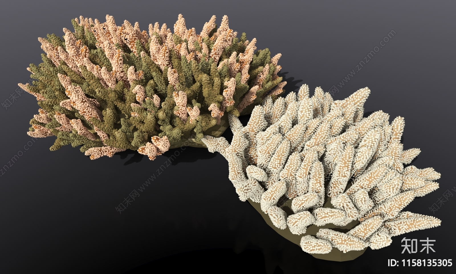海底大片珊瑚藻类3D模型下载【ID:1158135305】