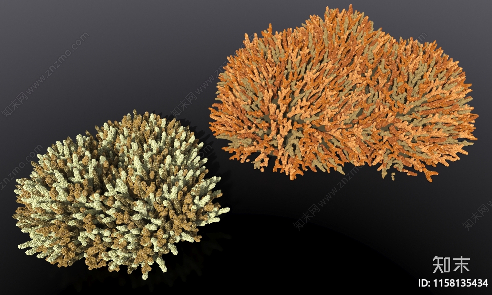 海底大片珊瑚藻类3D模型下载【ID:1158135434】
