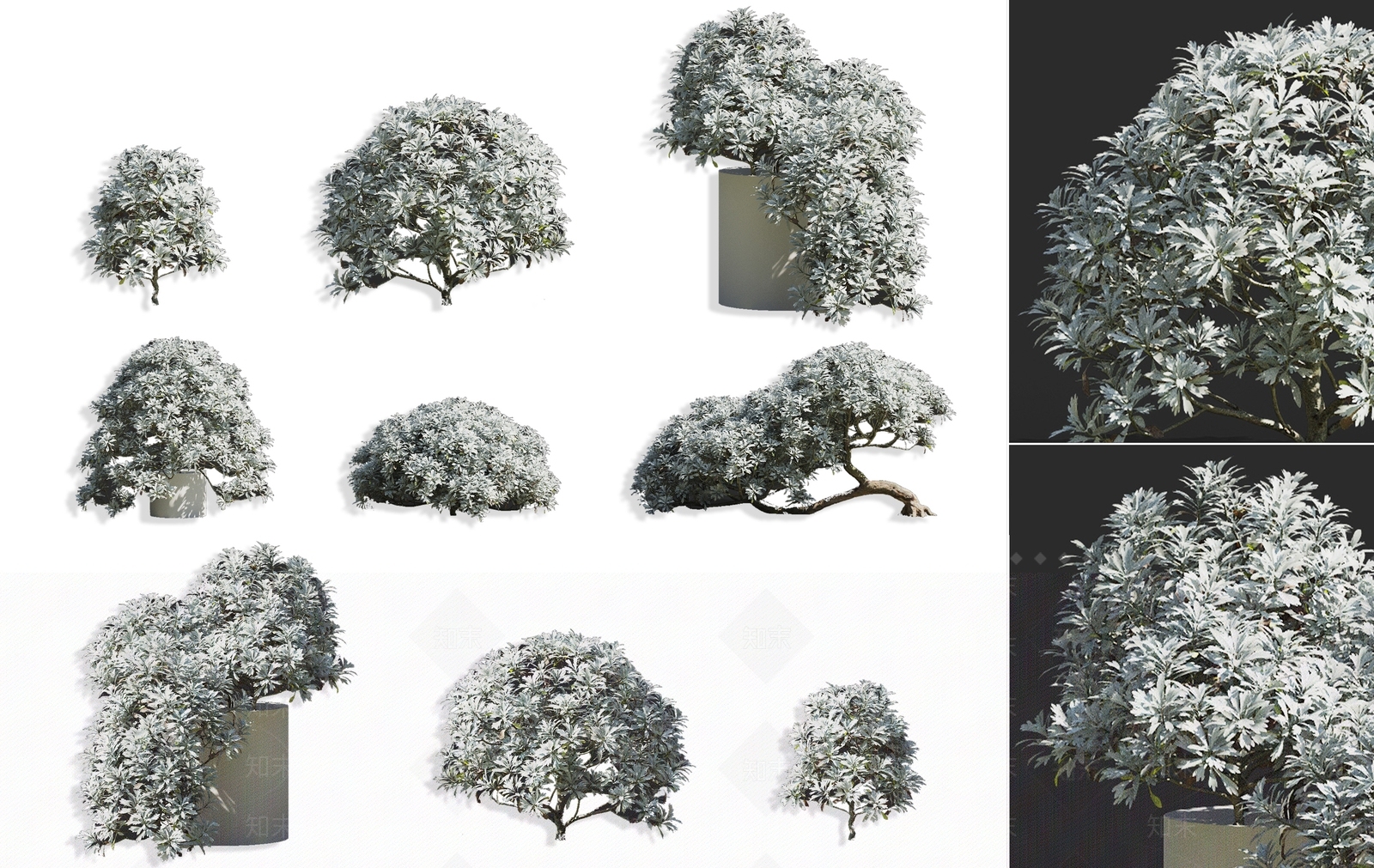 现代玉芙蓉菊花草半灌木绿植3D模型下载【ID:1158189697】