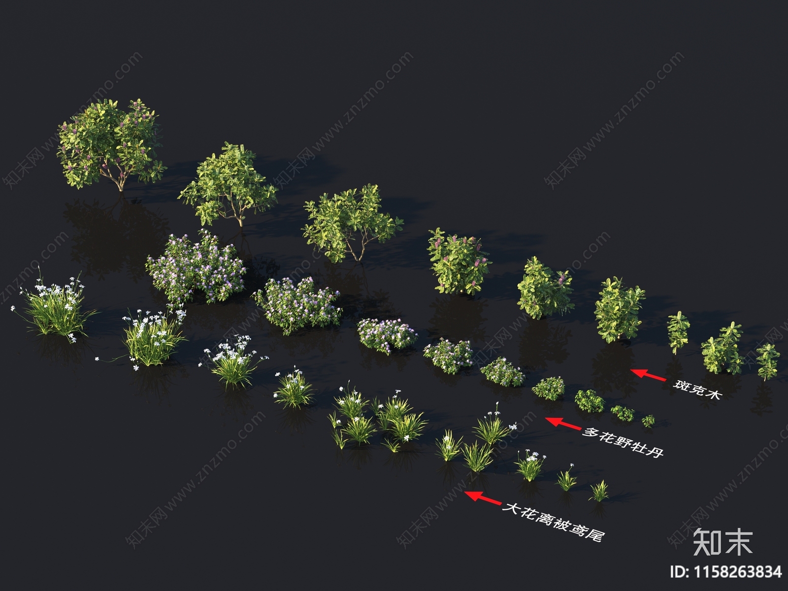 大花离被鸢尾3D模型下载【ID:1158263834】