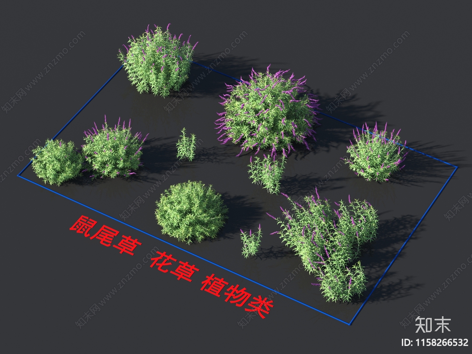 鼠尾草3D模型下载【ID:1158266532】