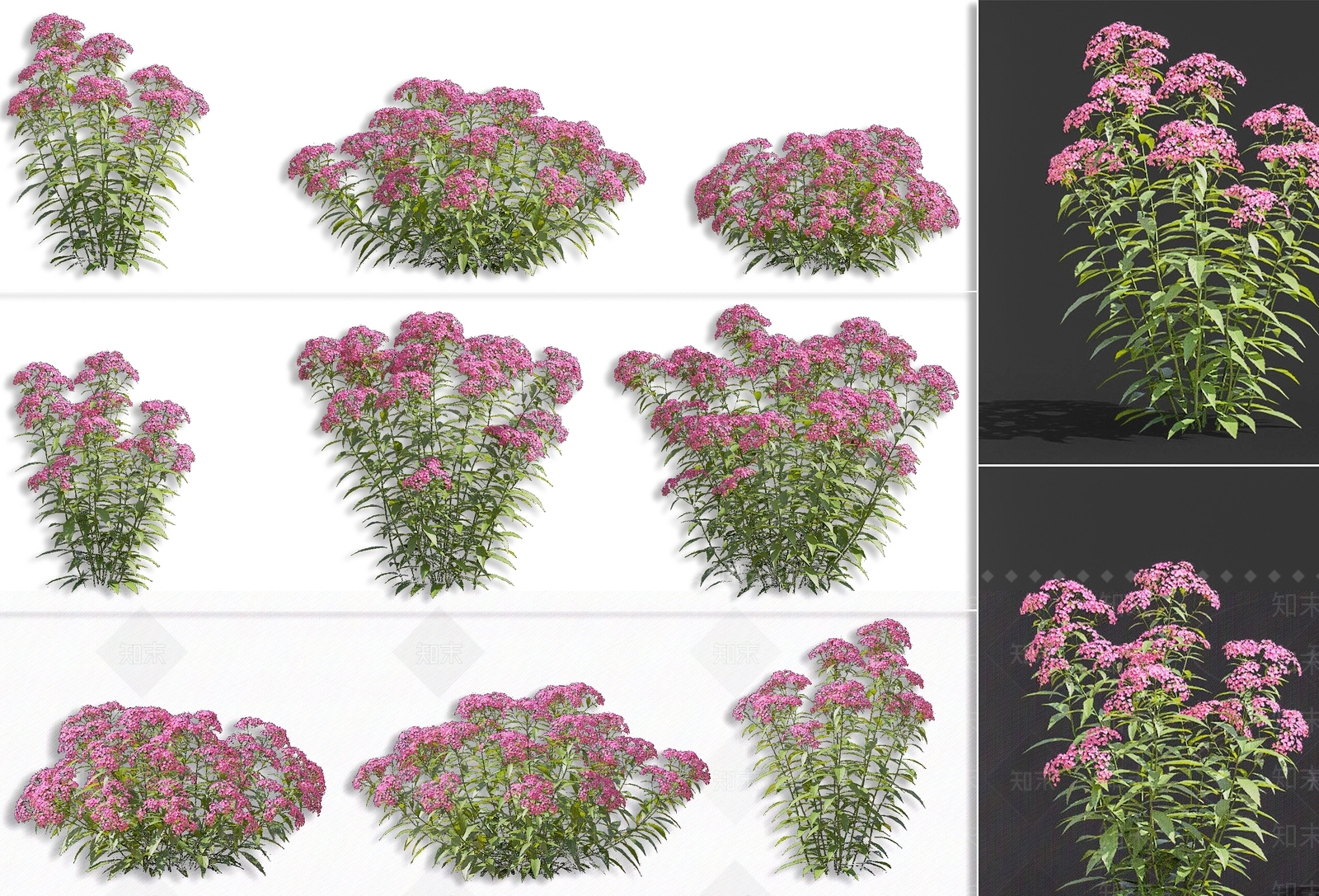 粉花绣线菊蔷薇SU模型下载【ID:1158293887】