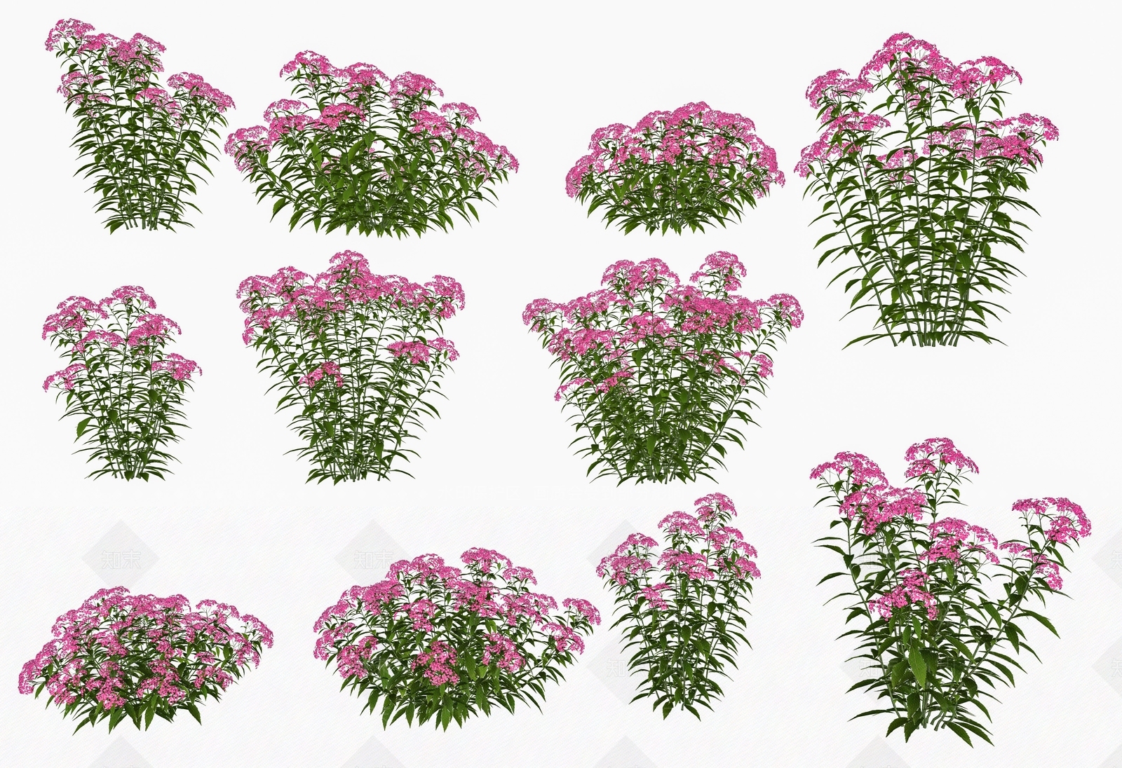 花草SU模型草图