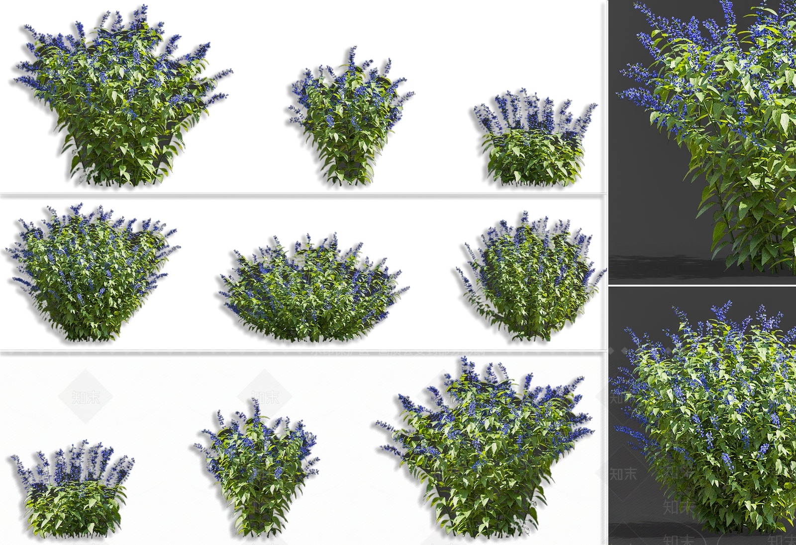 蓝花鼠尾草花卉灌木3D模型下载【ID:1158295262】