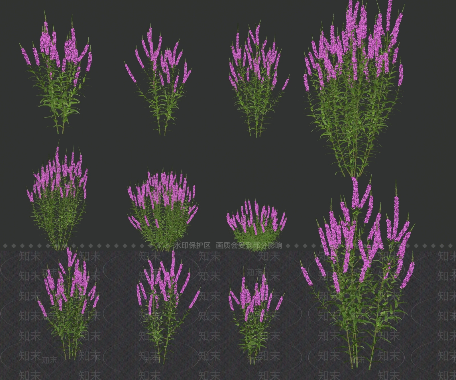 千屈菜千禧花灌木花卉花草SU模型下载【ID:1158295253】