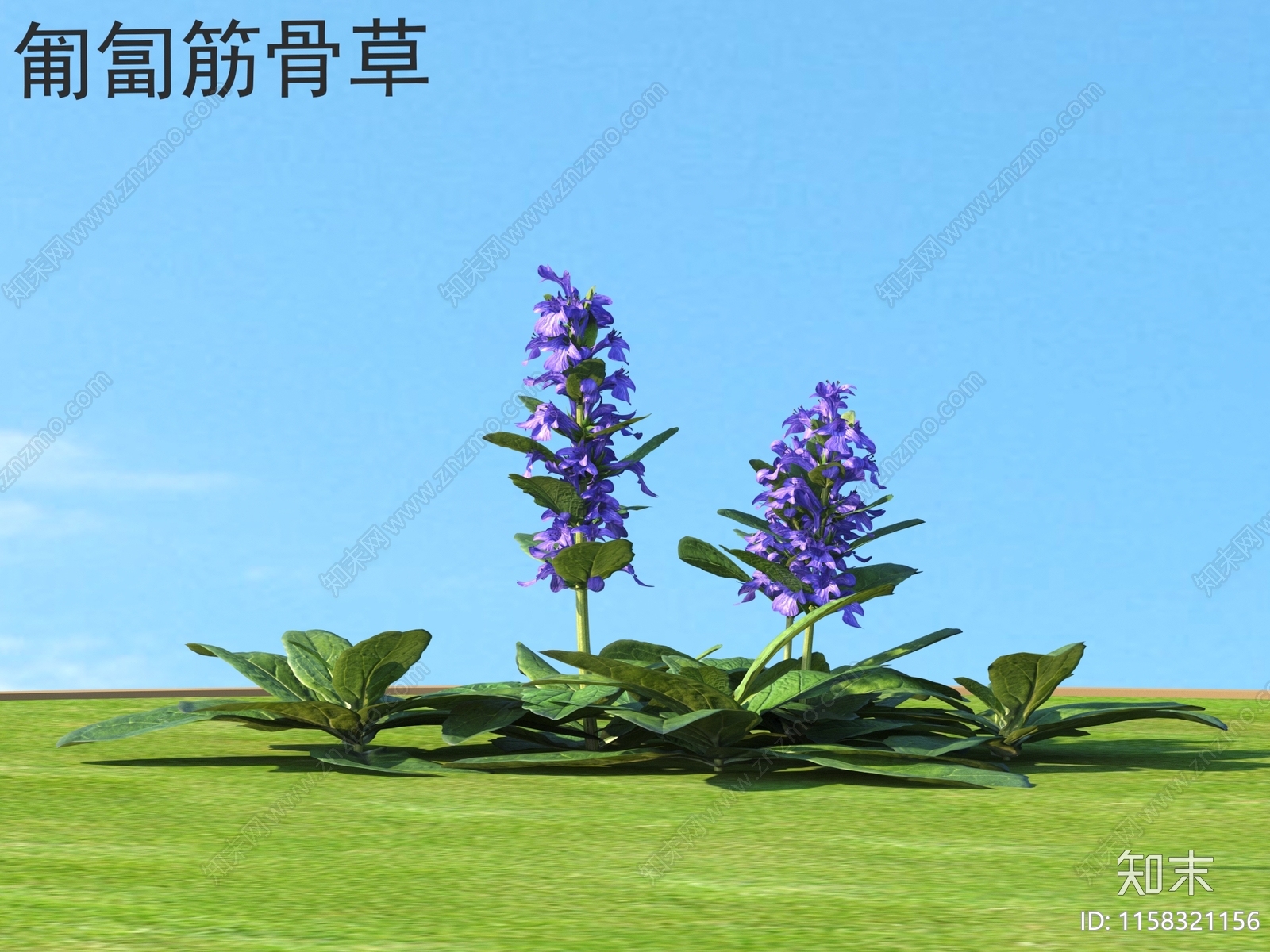 匍匐筋骨草3D模型下载【ID:1158321156】