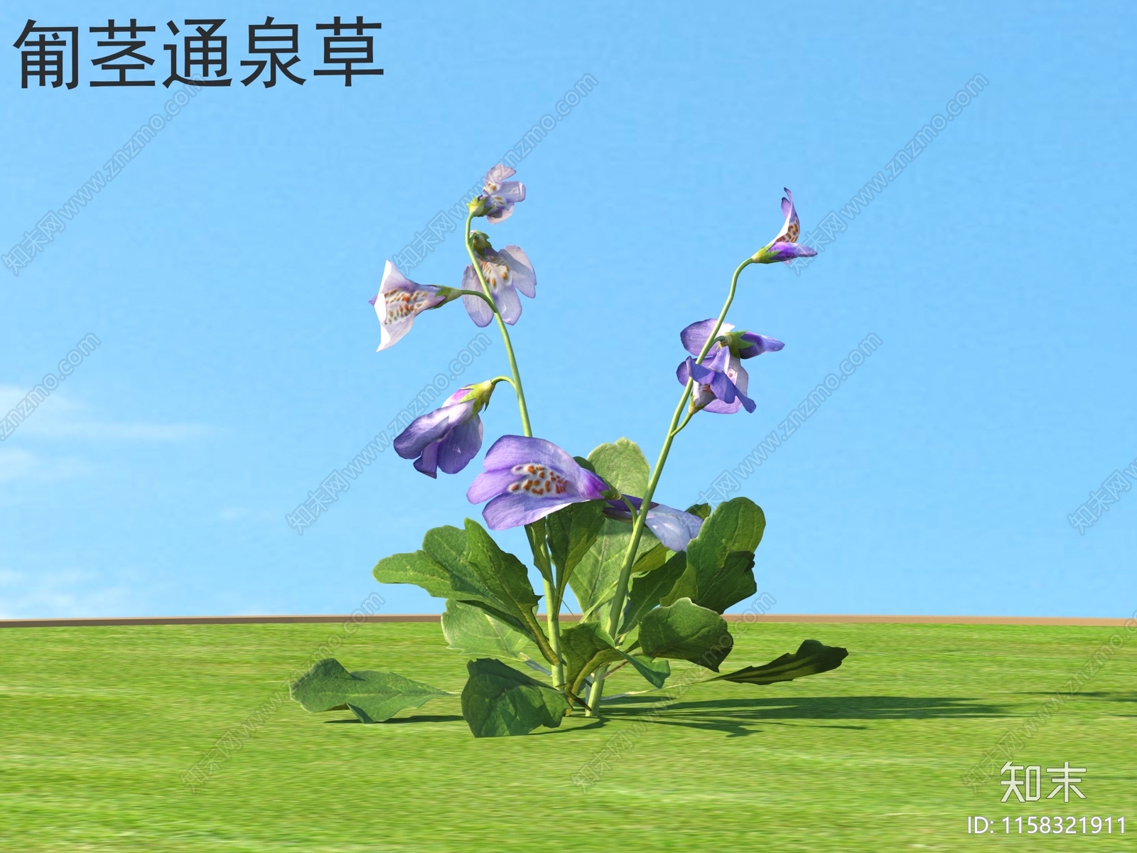 匍茎通泉草3D模型下载【ID:1158321911】