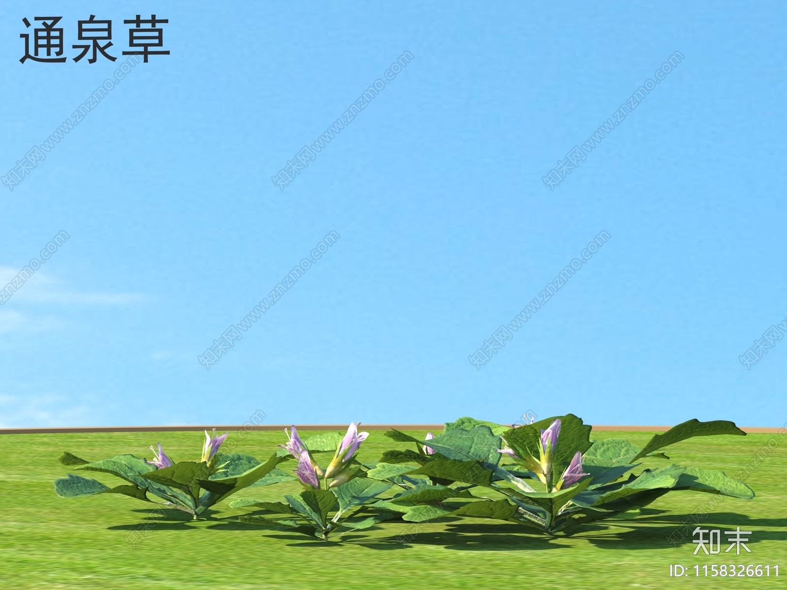 通泉草3D模型下载【ID:1158326611】