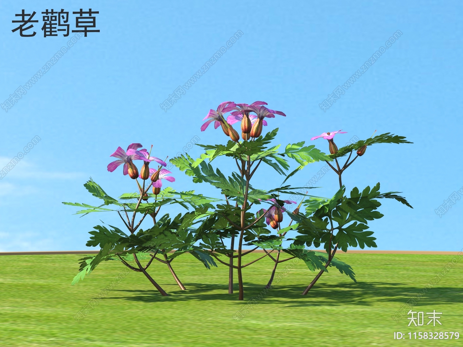 老鹳草3D模型下载【ID:1158328579】