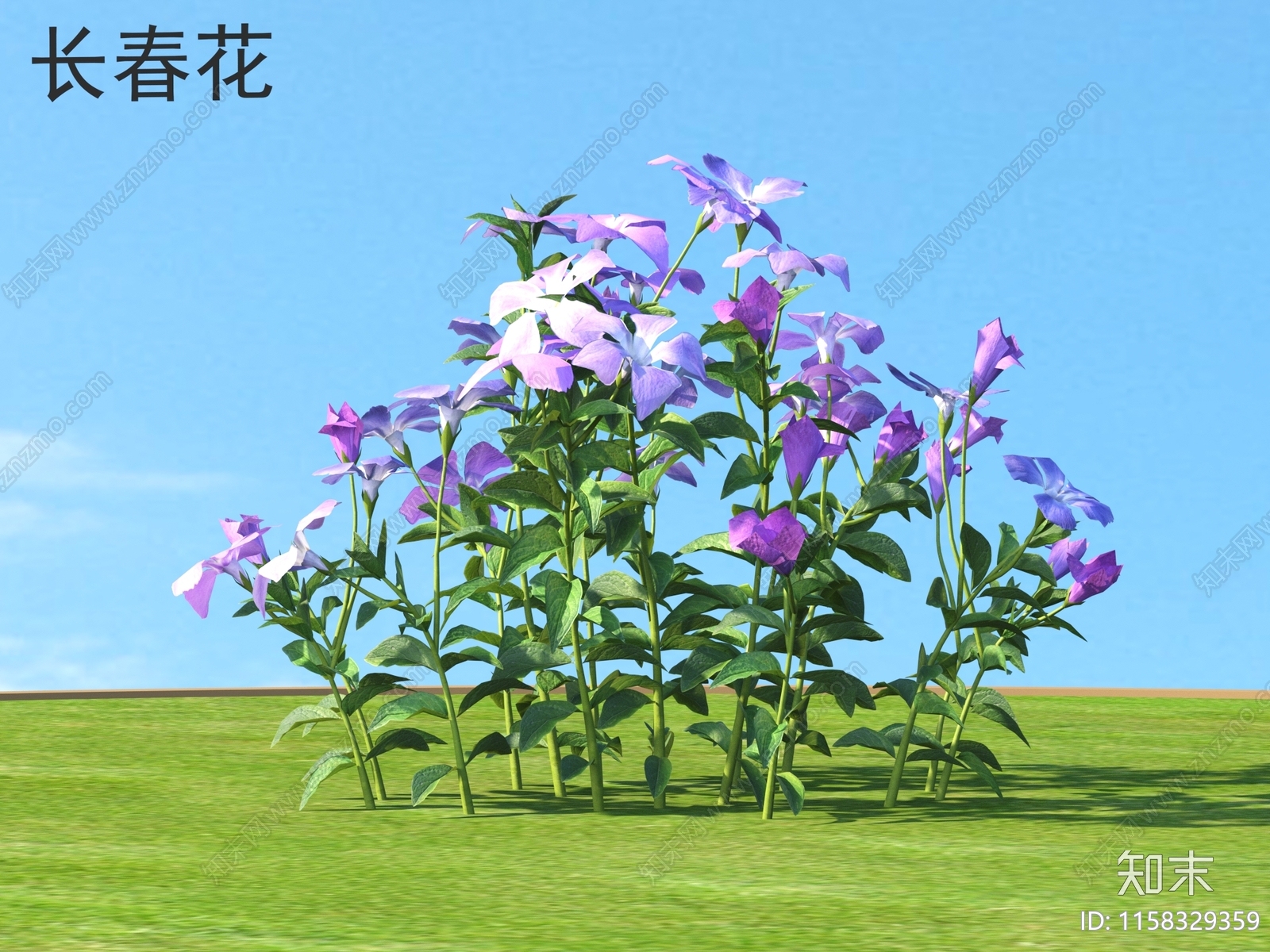 长春花3D模型下载【ID:1158329359】