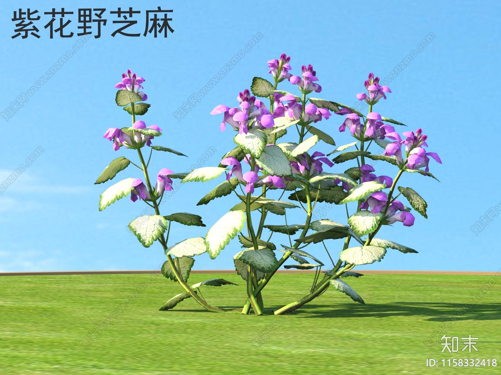 紫花野芝麻3D模型下载【ID:1158332418】