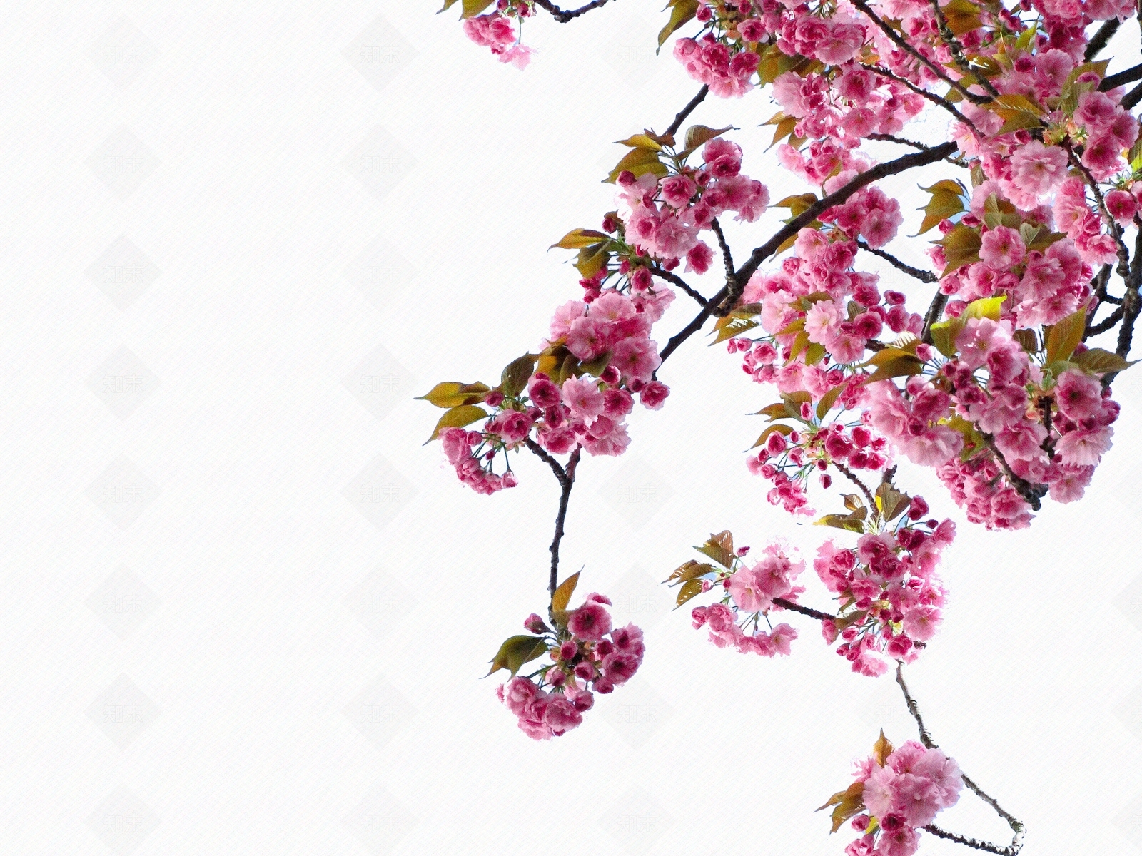 樱花免扣素材贴图下载【ID:1158349824】