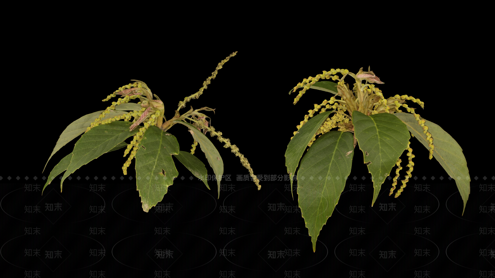 其他树木3D模型下载【ID:1158381802】