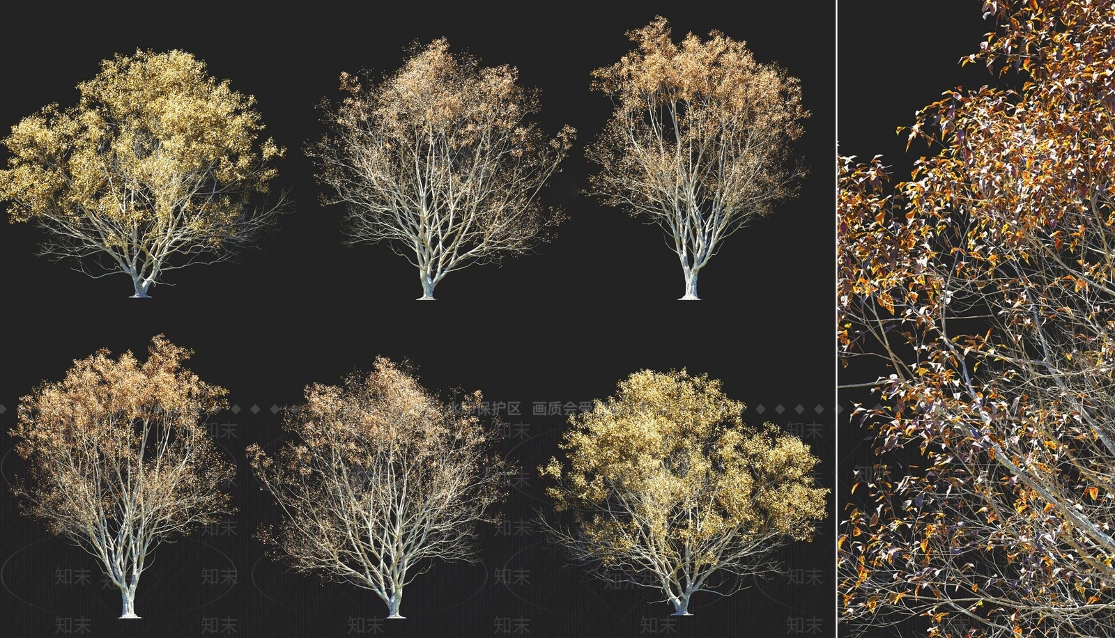 杭州榆树秋季落叶乔木植物3D模型下载【ID:1158405067】