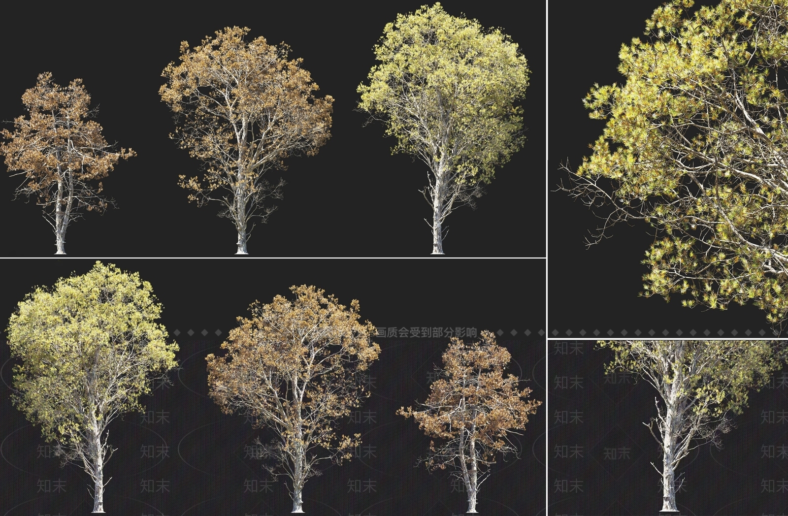 金钱松金松树秋季乔木植物3D模型下载【ID:1158406194】