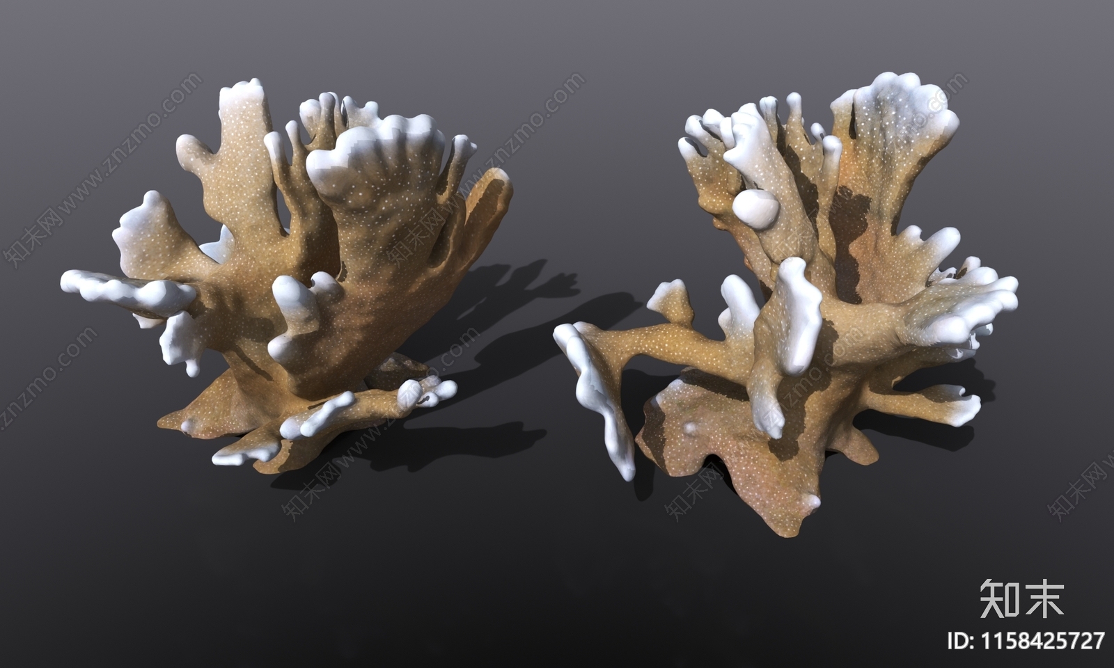 海底珊瑚肉藻类3D模型下载【ID:1158425727】