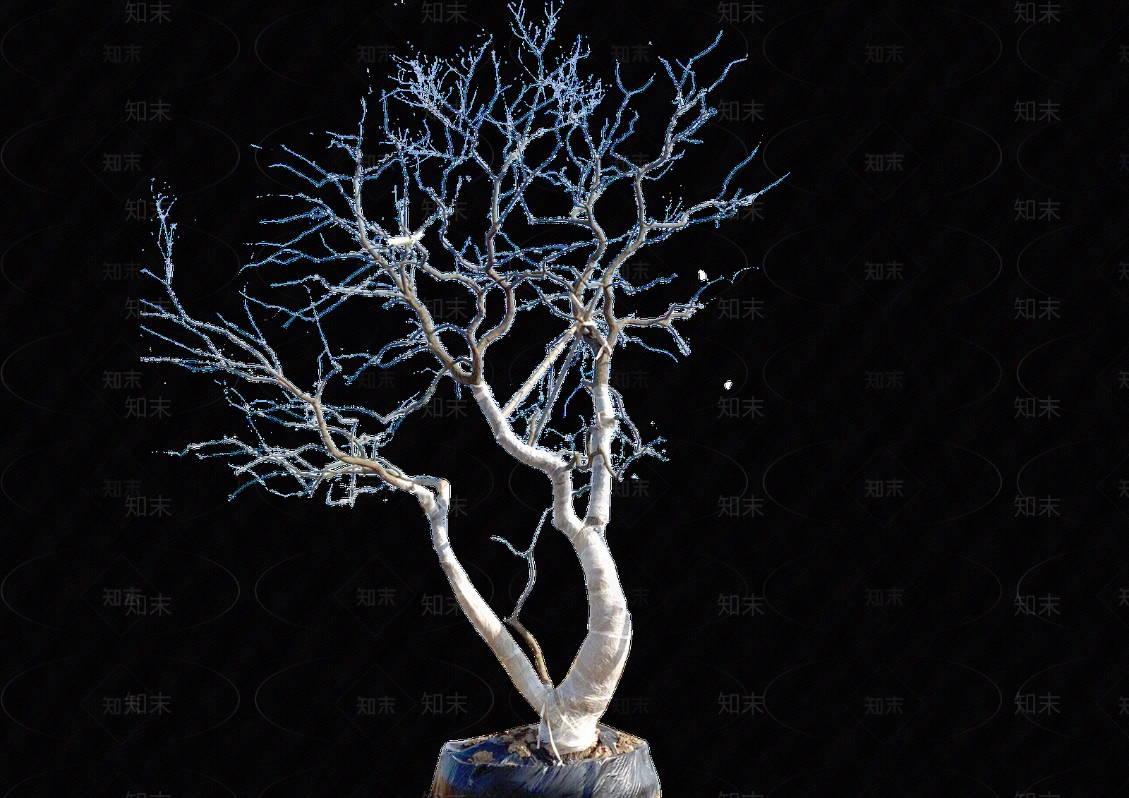 png免抠造型乌桕贴图下载【ID:1158440021】