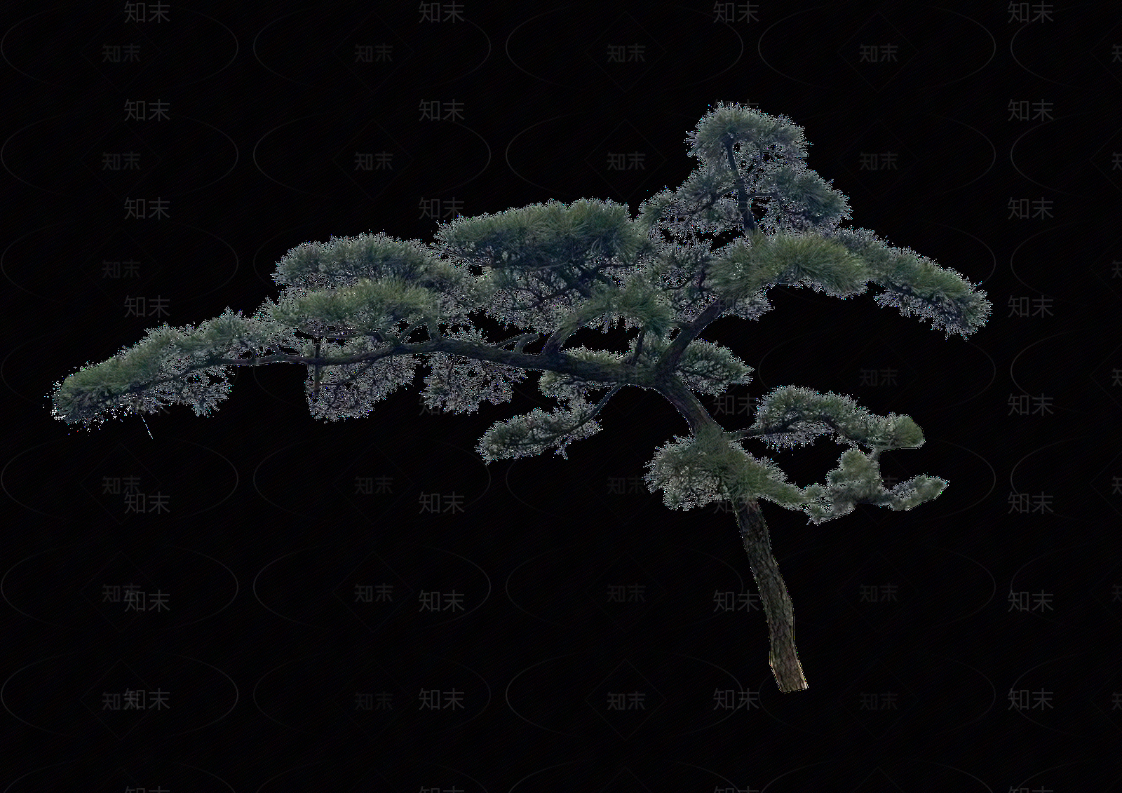 png免抠造型黑松贴图下载【ID:1158441267】