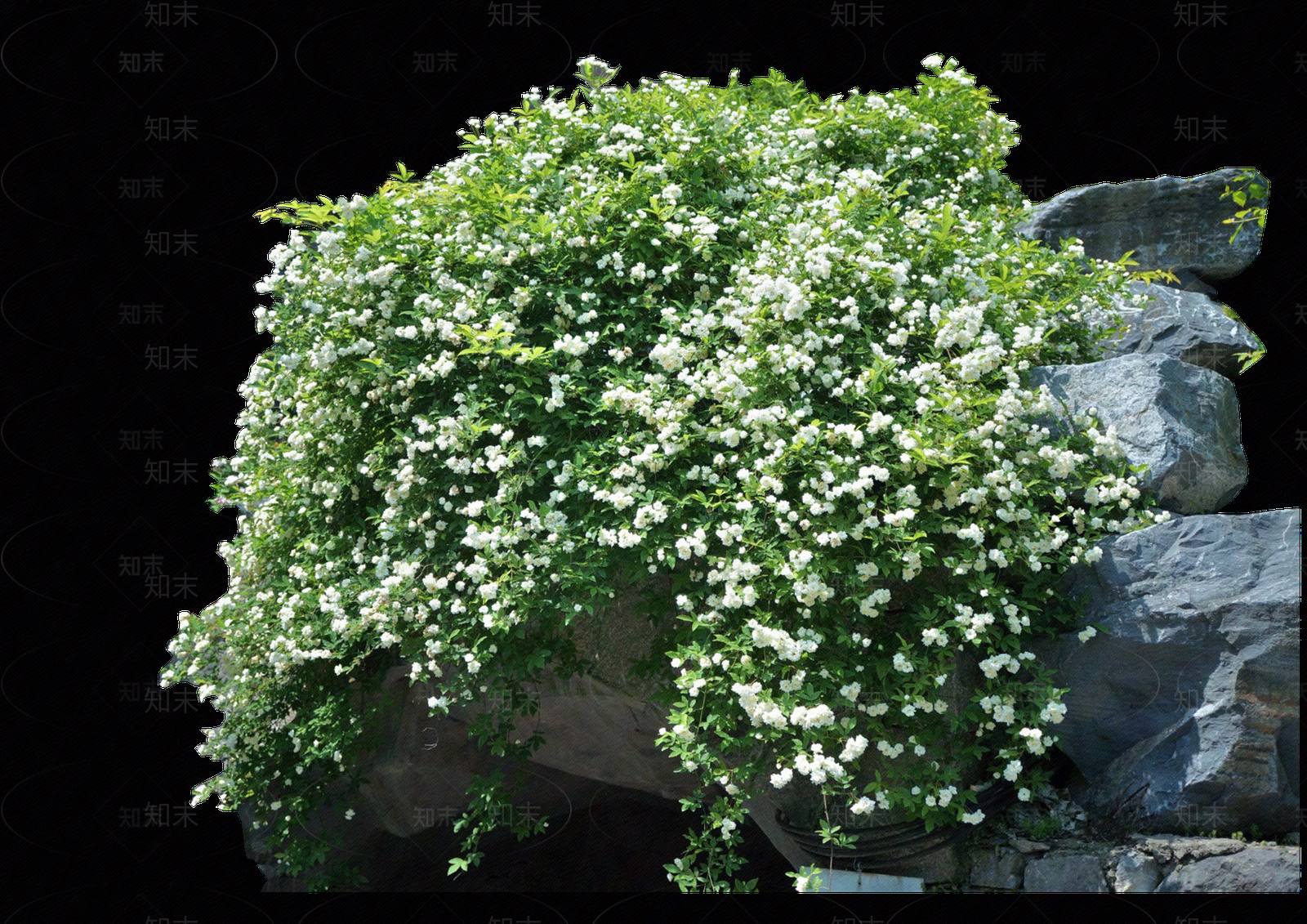 png免抠木香花（攀爬植物贴图下载【ID:1158465614】