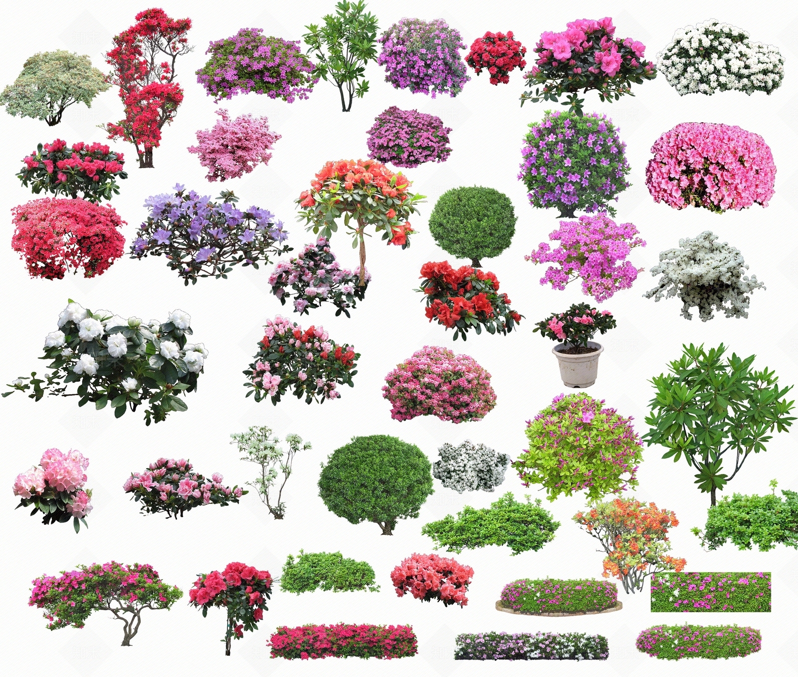 常用灌木贴图下载【ID:1158472869】