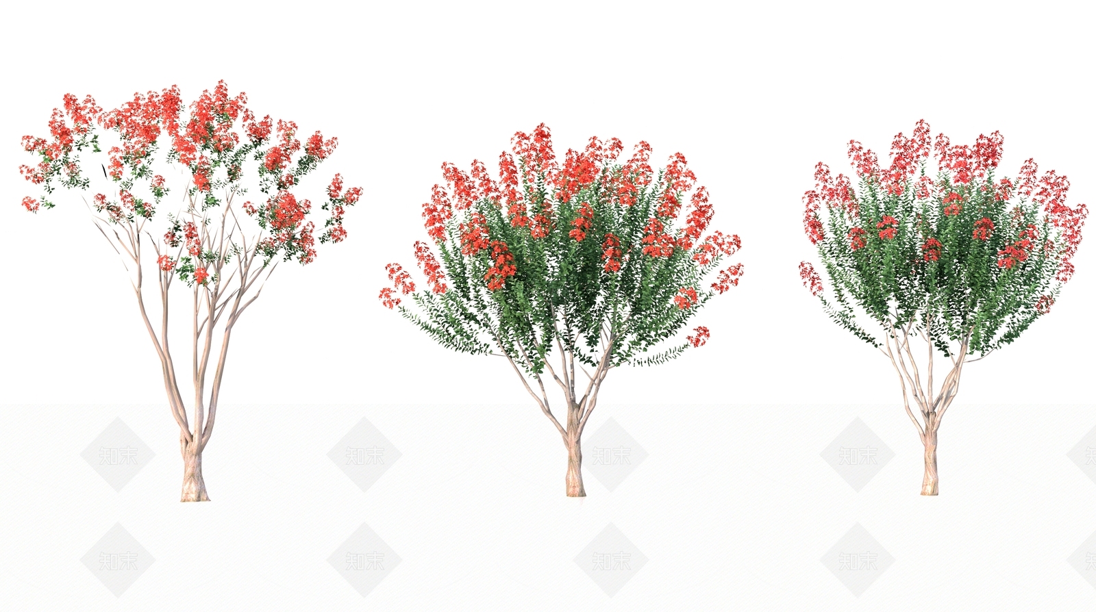 红花紫薇3D模型下载【ID:1158475328】