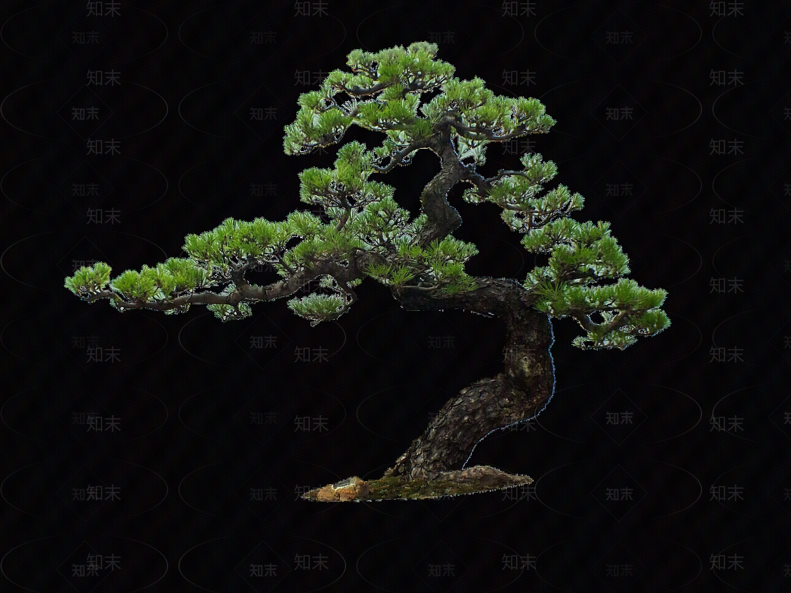 png免抠造型罗汉松贴图下载【ID:1158479743】